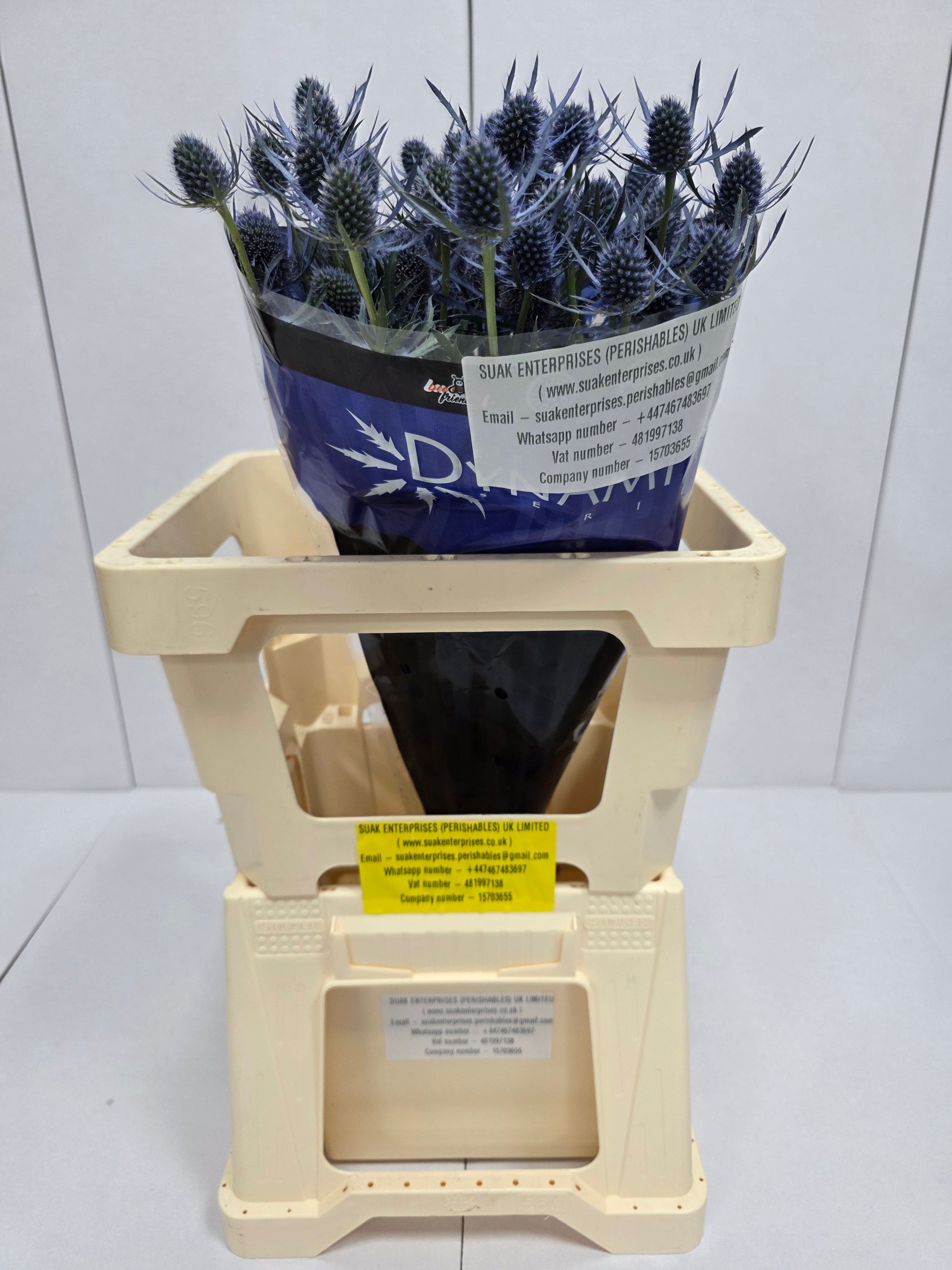 Farm Fresh Eryngium Blue Dynamite (Bunch of 10stems, Length 50cm)