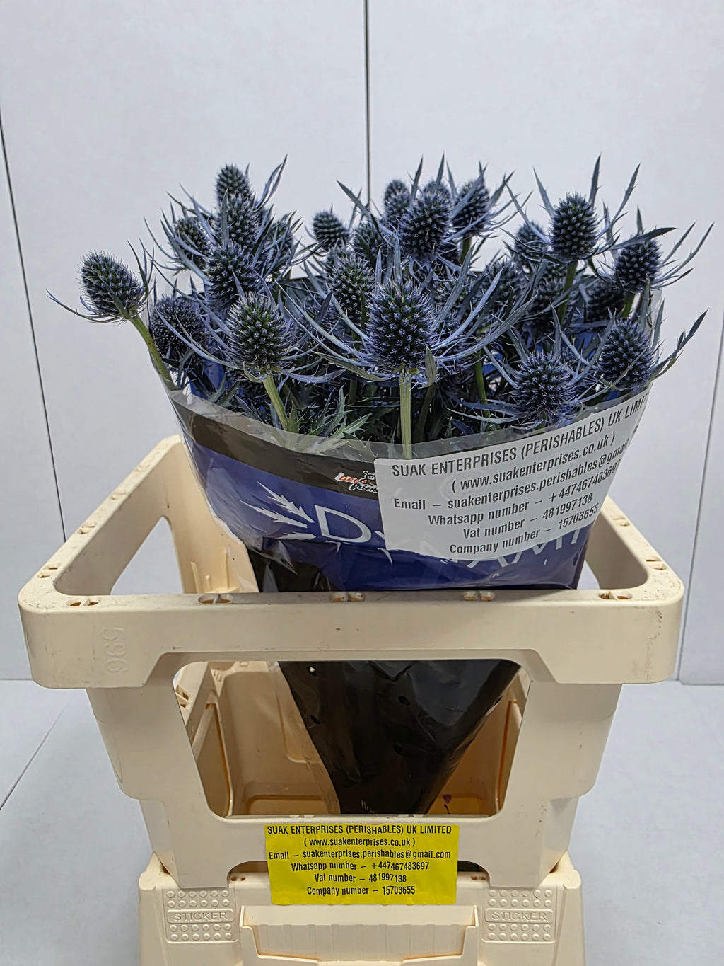 Farm Fresh Eryngium Blue Dynamite (Bunch of 10stems, Length 50cm)