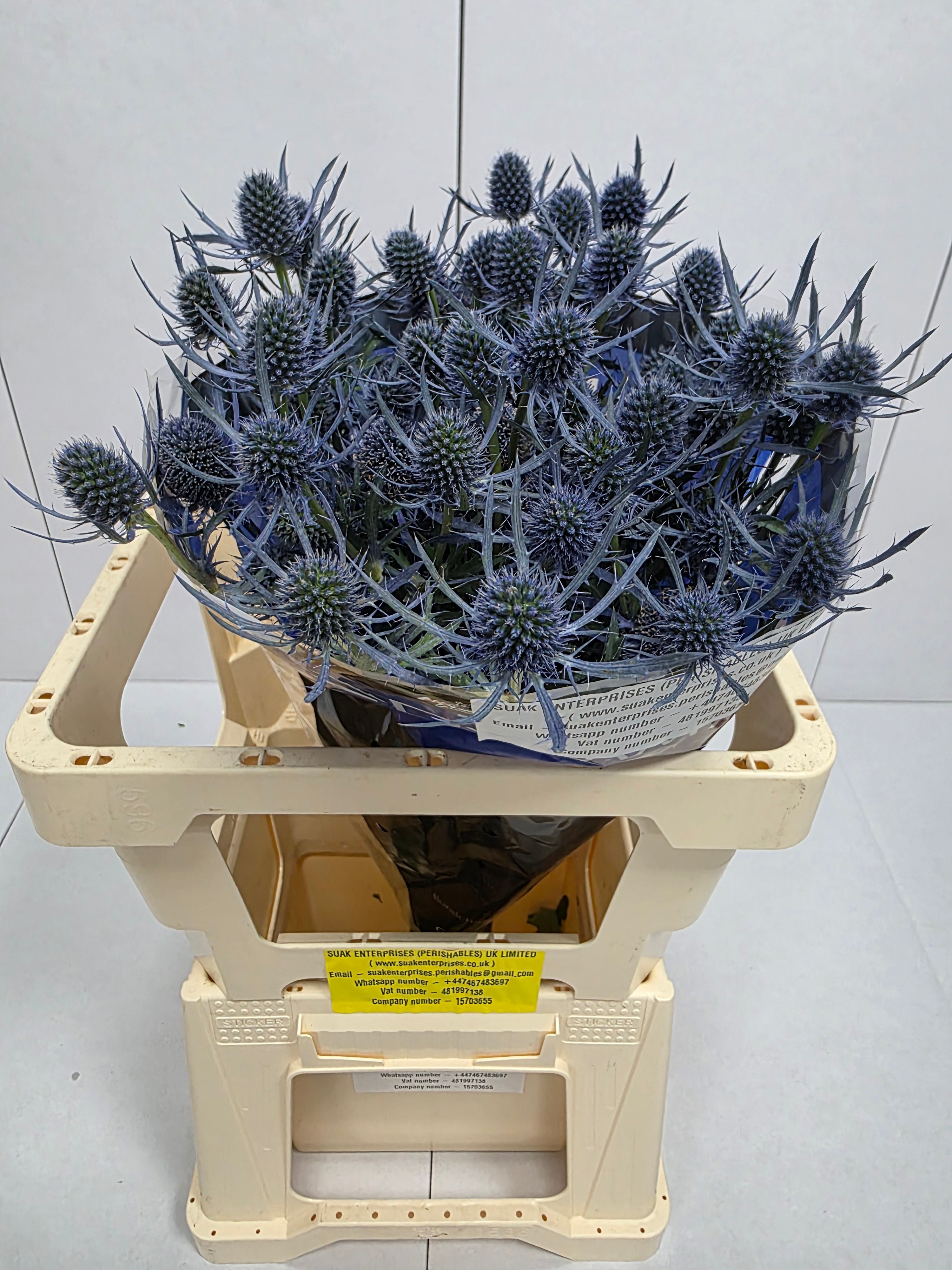 Farm Fresh Eryngium Blue Dynamite (Bunch of 10stems, Length 50cm)