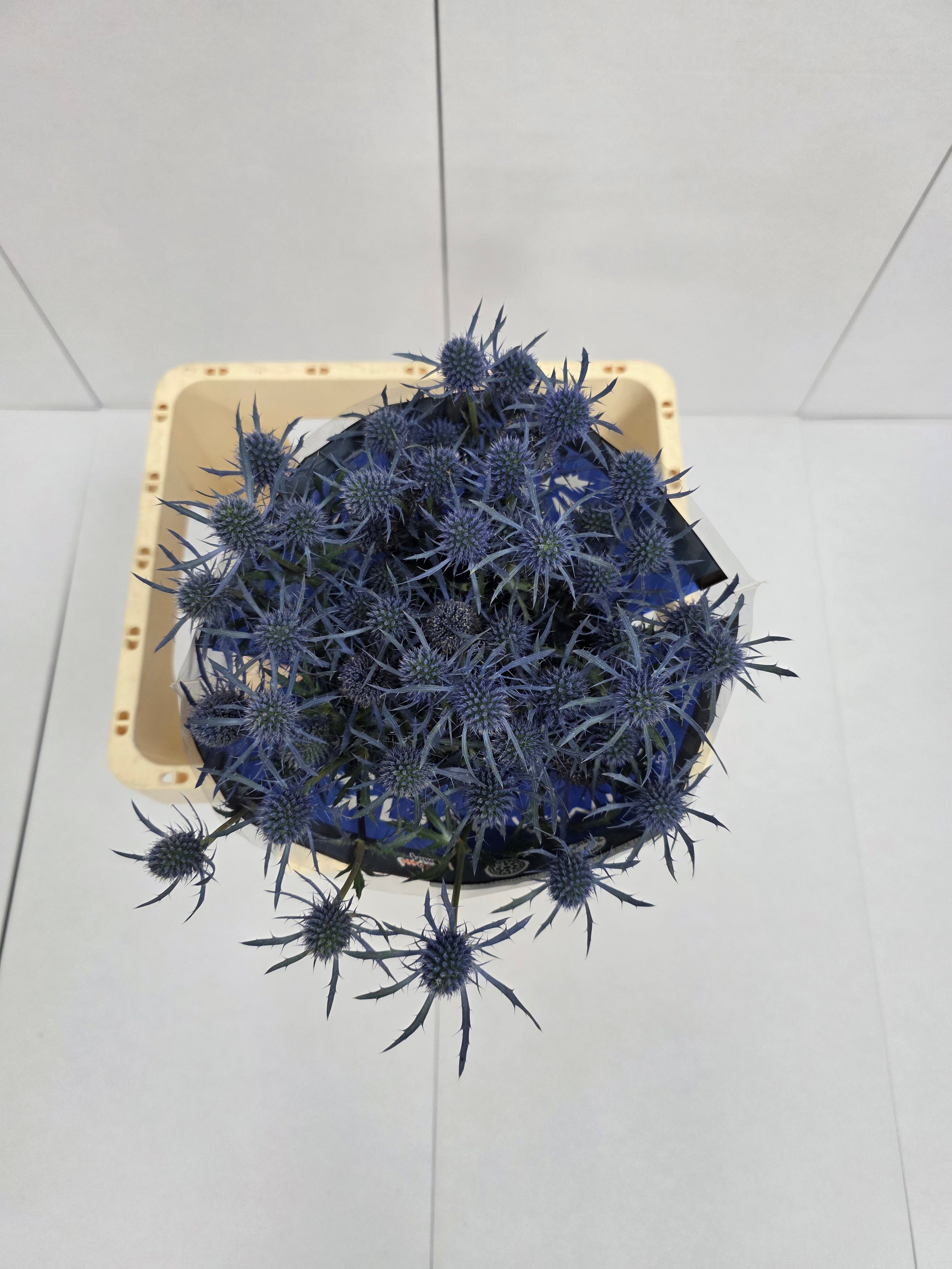 Farm Fresh Eryngium Blue Dynamite (Bunch of 10stems, Length 50cm)