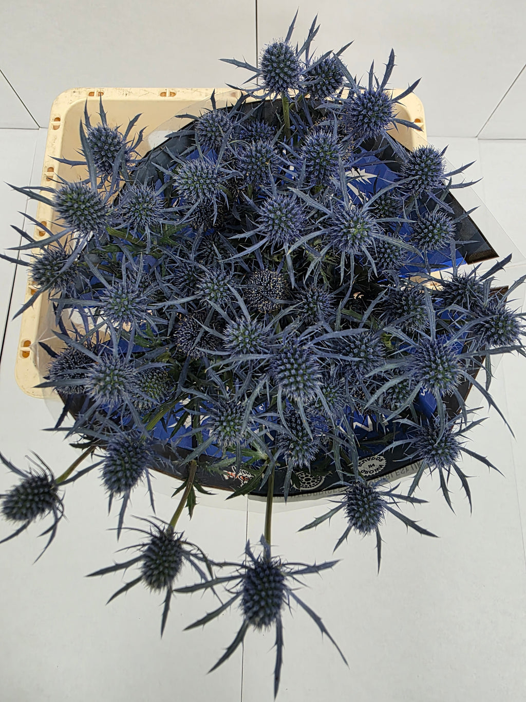 Farm Fresh Eryngium Blue Dynamite (Bunch of 10stems, Length 50cm)