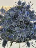 Farm Fresh Eryngium Blue Dynamite (Bunch of 10stems, Length 50cm)