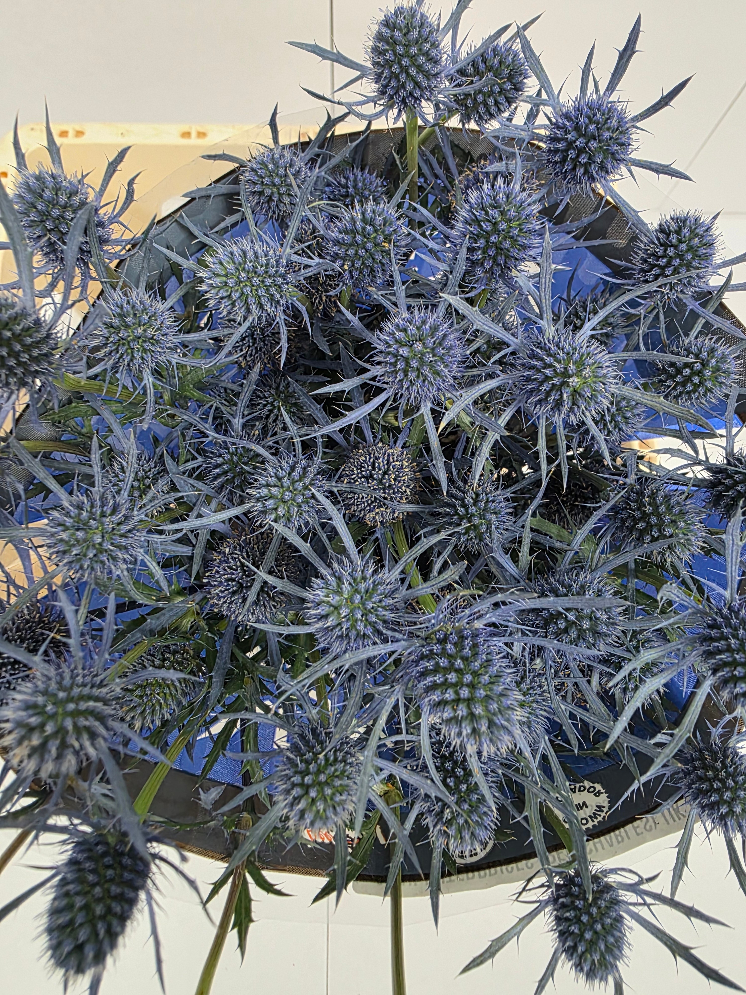 Farm Fresh Eryngium Blue Dynamite (Bunch of 10stems, Length 50cm)
