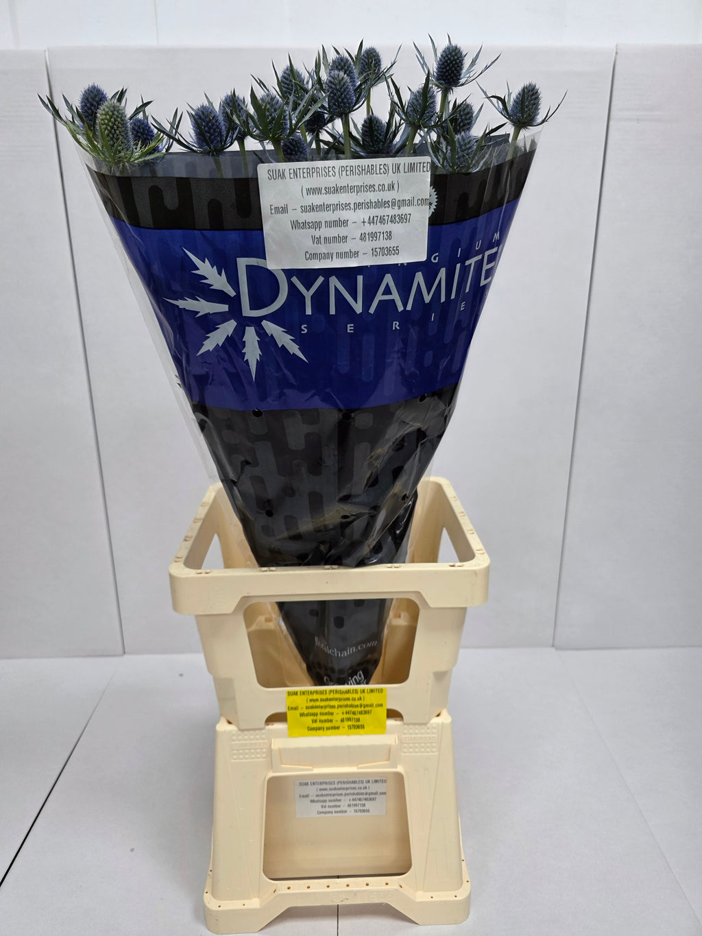 Farm Fresh Eryngium Blue Dynamite (Bunch of 10stems, Length 80cm)