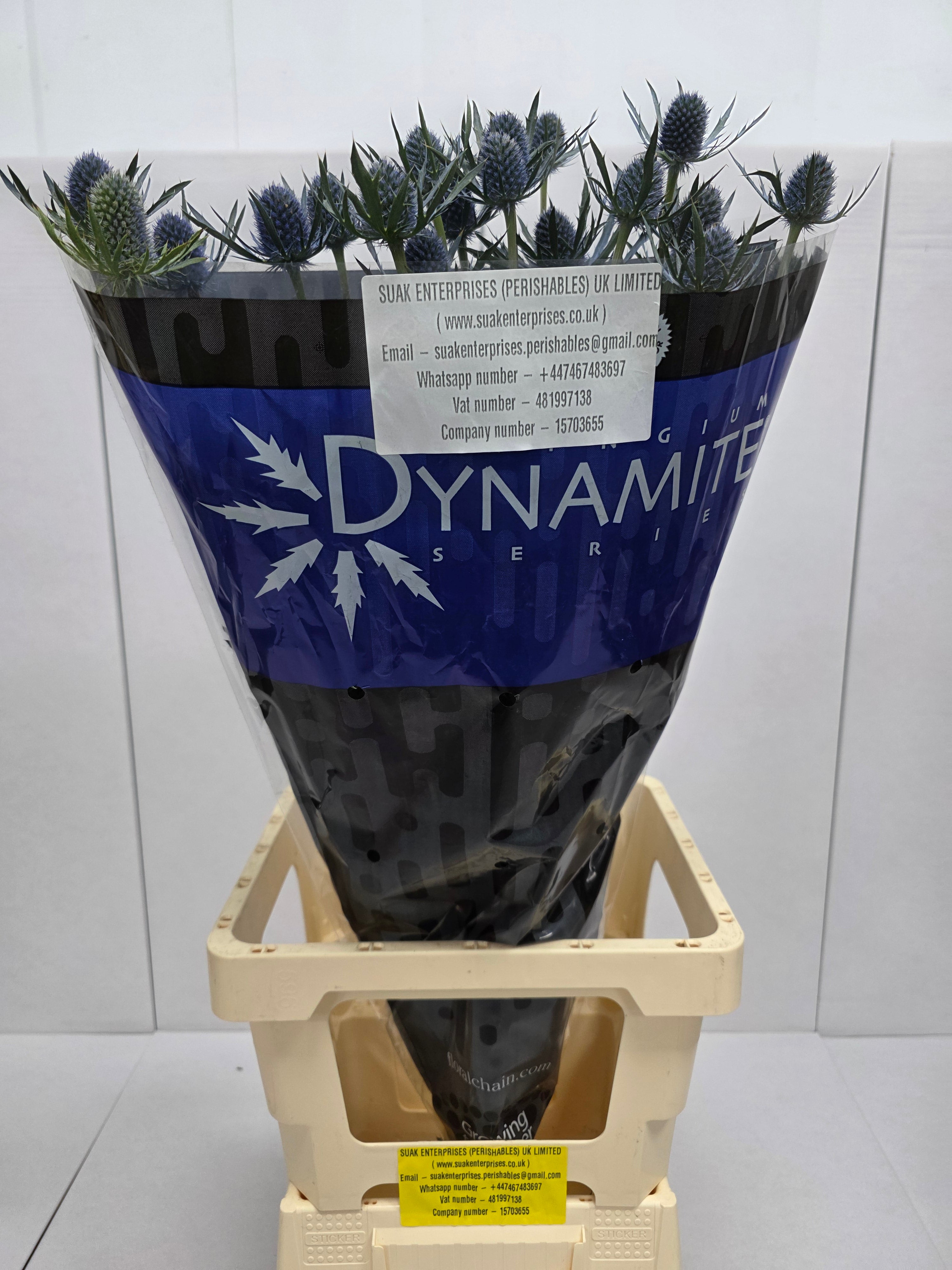 Farm Fresh Eryngium Blue Dynamite (Bunch of 10stems, Length 80cm)