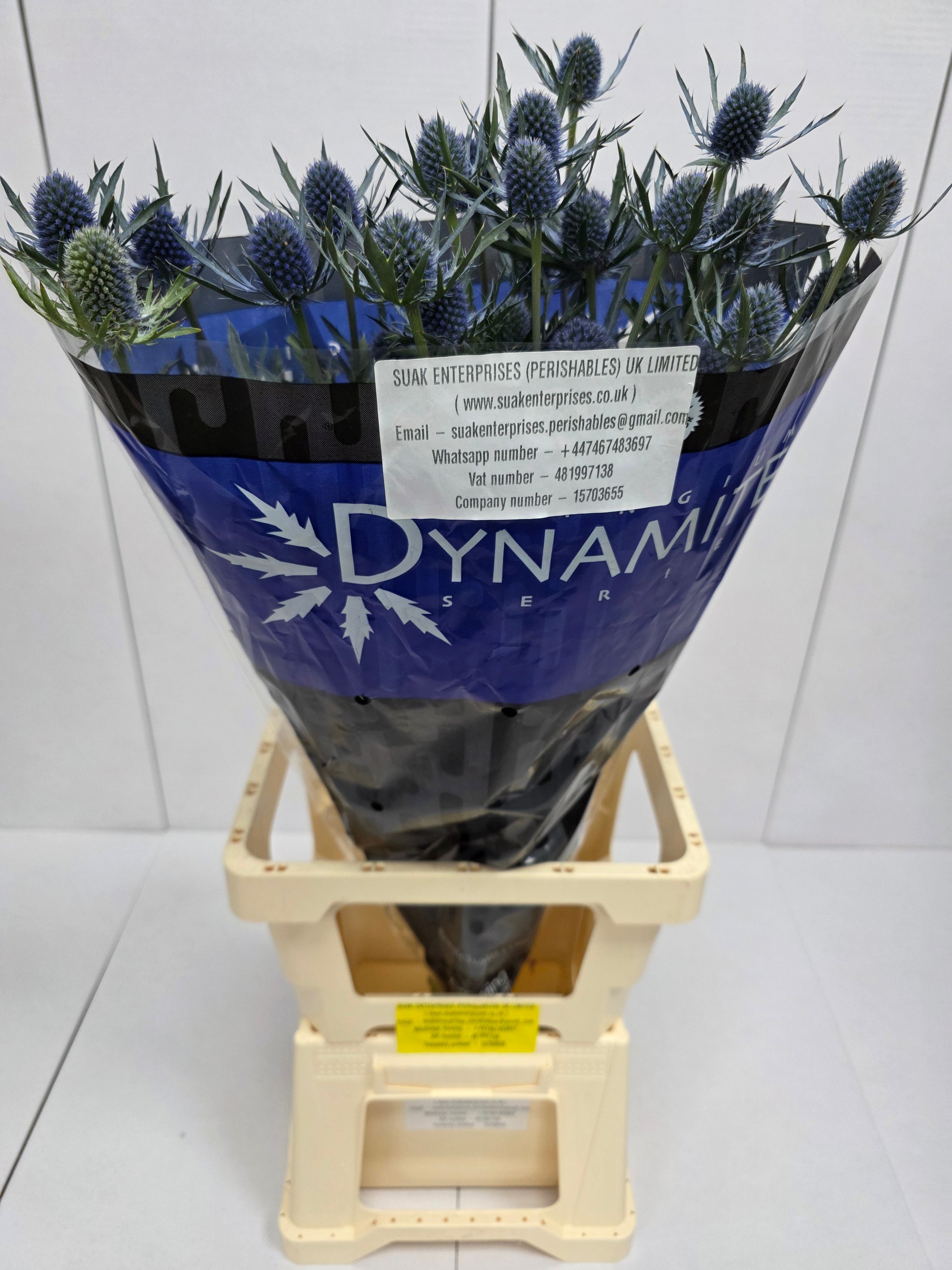 Farm Fresh Eryngium Blue Dynamite (Bunch of 10stems, Length 80cm)