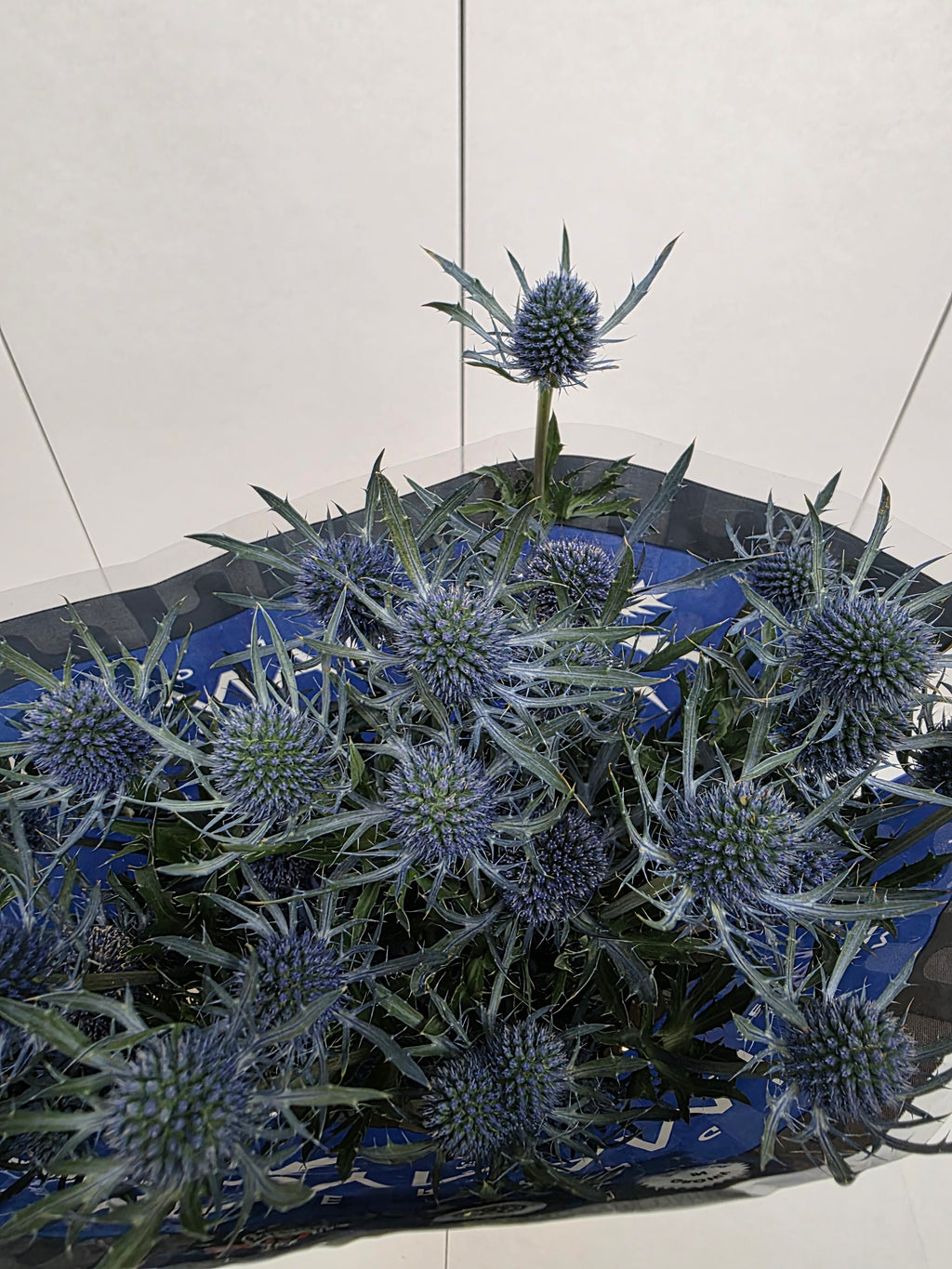 Farm Fresh Eryngium Blue Dynamite (Bunch of 10stems, Length 80cm)
