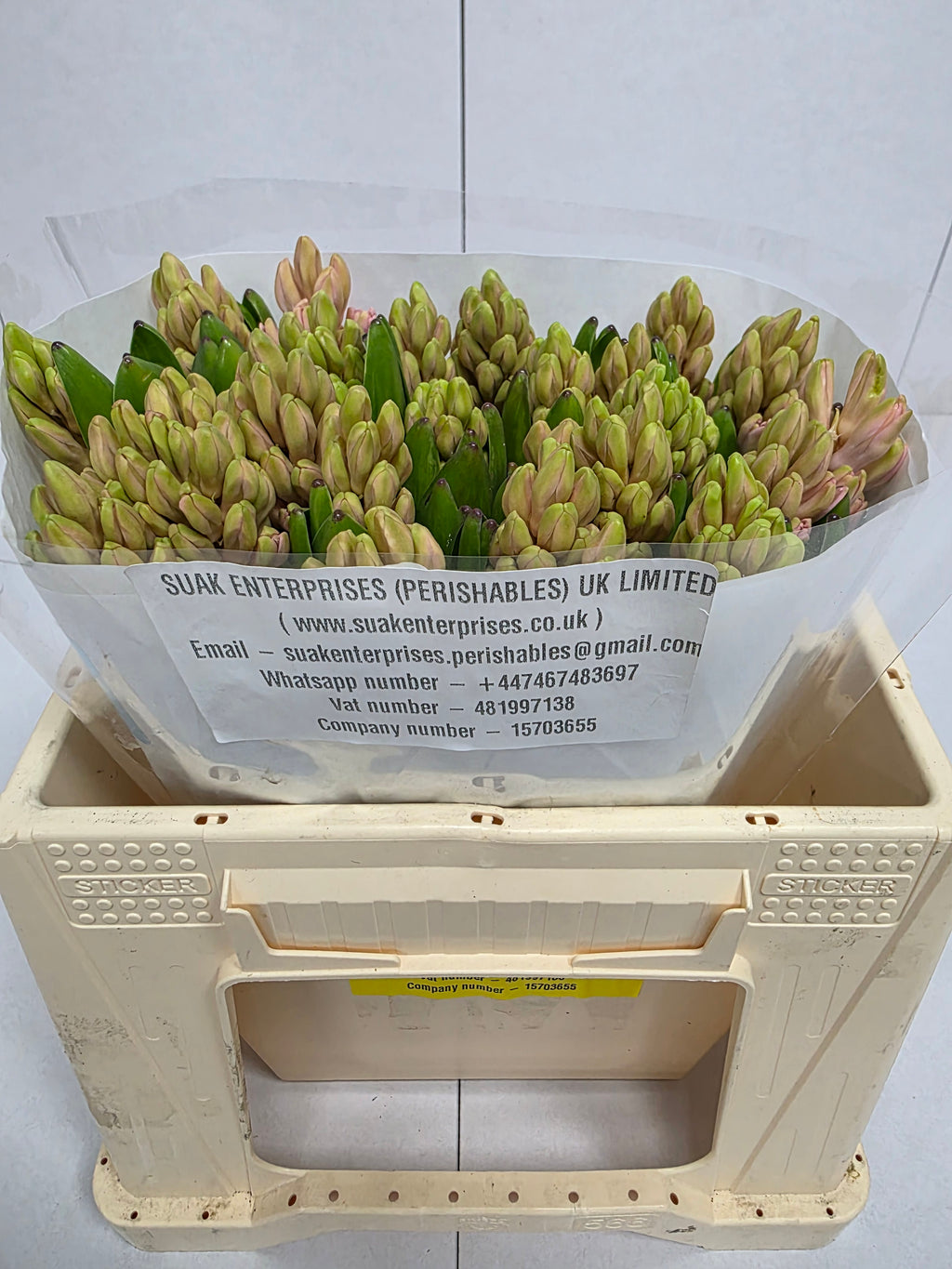 Farm Fresh Hyacinthus Orientalis Anna Marie (Bunch of 25stems, Length 30cm)