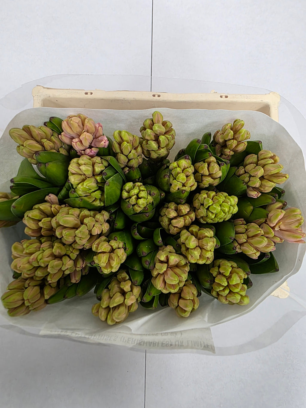 Farm Fresh Hyacinthus Orientalis Anna Marie (Bunch of 25stems, Length 30cm)