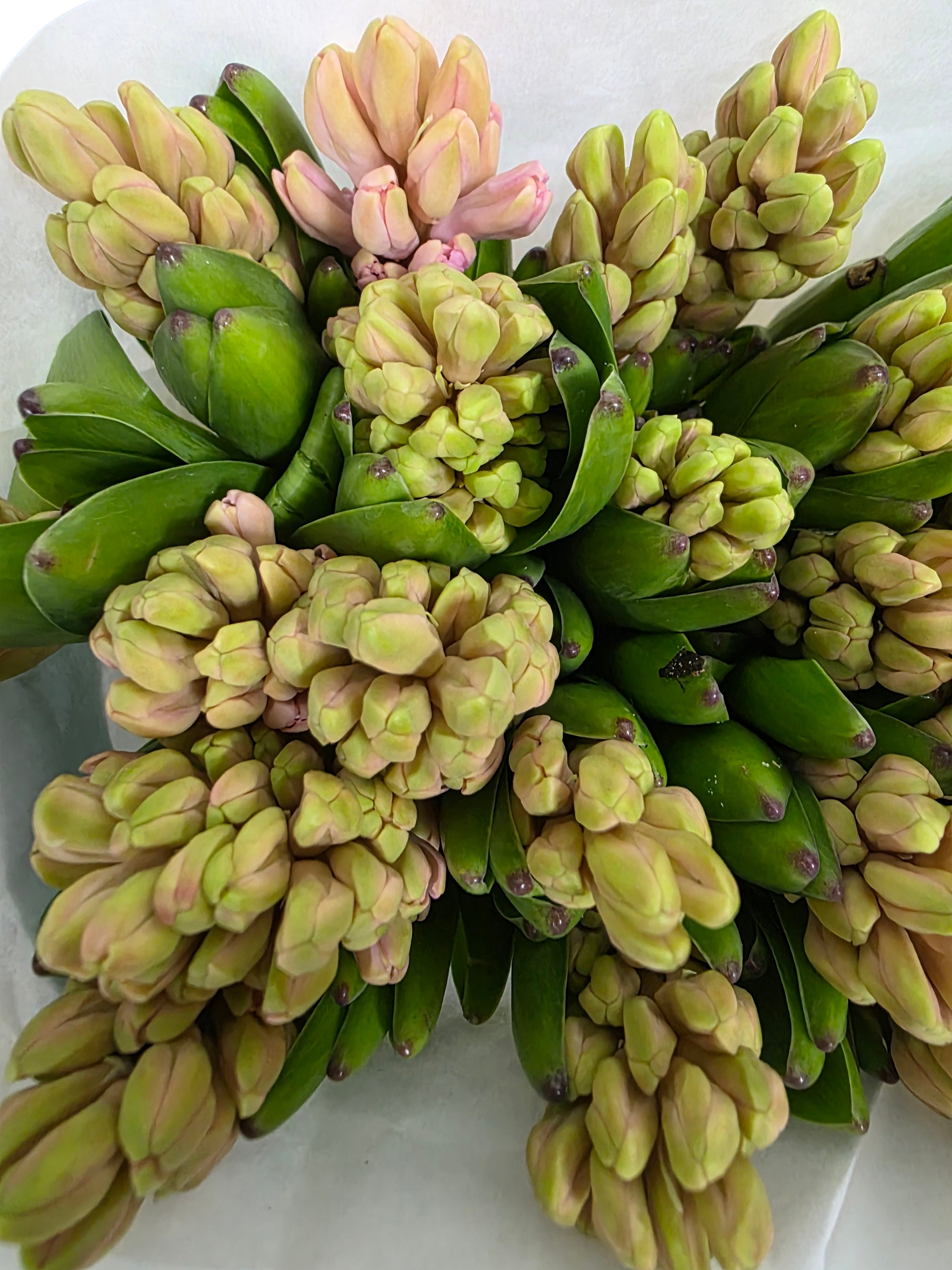 Farm Fresh Hyacinthus Orientalis Anna Marie (Bunch of 25stems, Length 30cm)