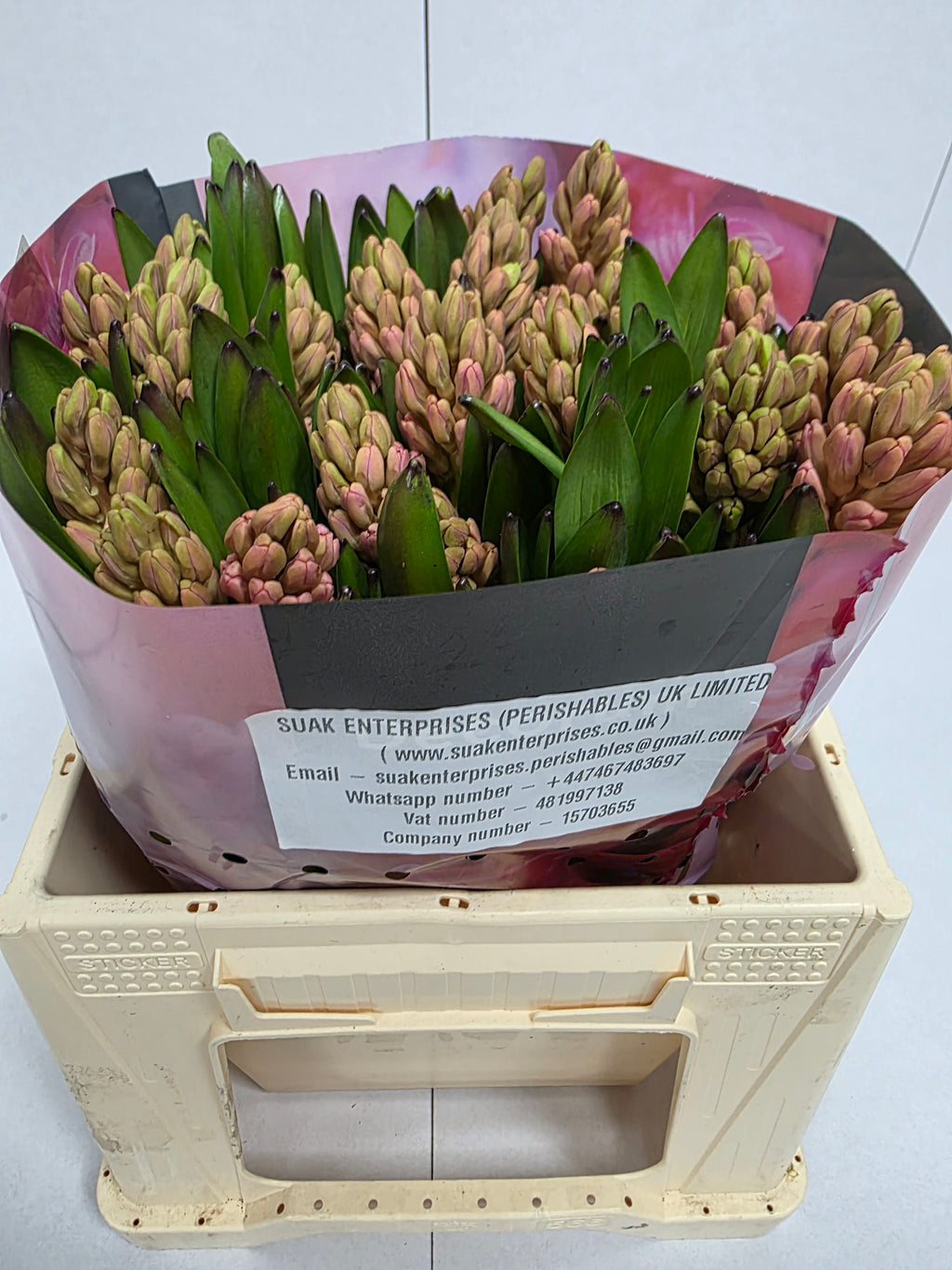 Farm Fresh Hyacinthus Orientalis Johanna(Bunch of 25stems, Length 30cm)