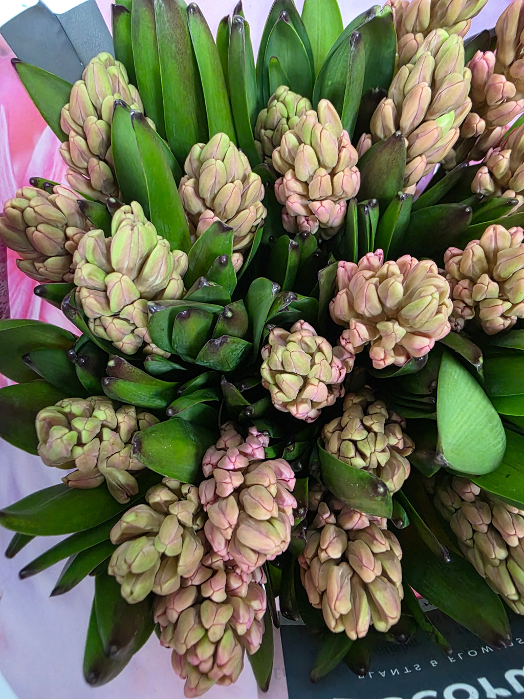 Farm Fresh Hyacinthus Orientalis Johanna(Bunch of 25stems, Length 30cm)