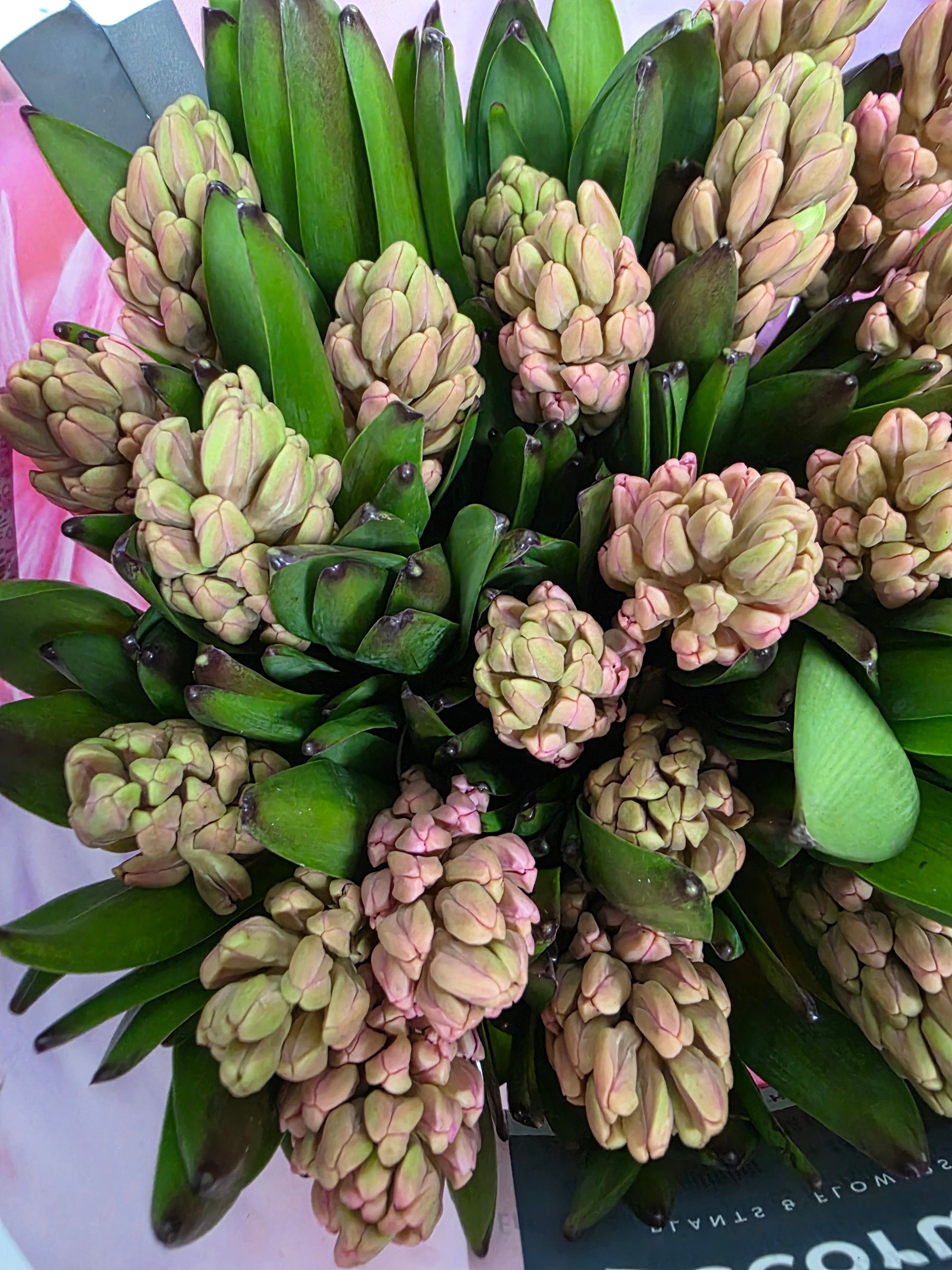 Farm Fresh Hyacinthus Orientalis Johanna(Bunch of 25stems, Length 30cm)