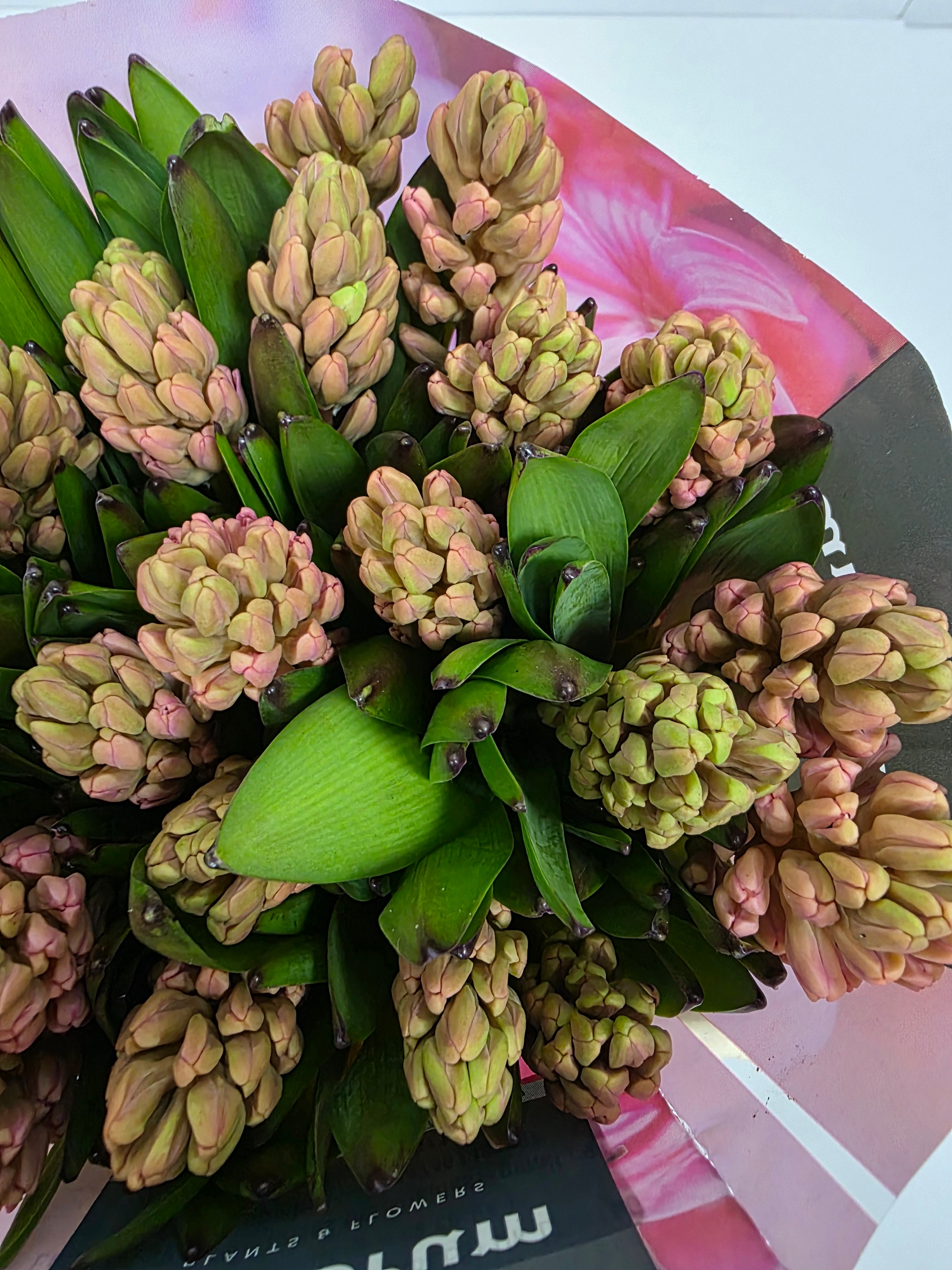 Farm Fresh Hyacinthus Orientalis Johanna(Bunch of 25stems, Length 30cm)