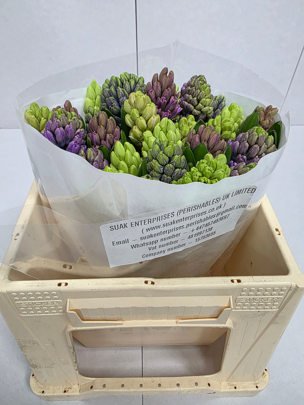 Farm Fresh Hyacinthus Orientalis Mixed Ex(Bunch of 25stems, Length 30cm)