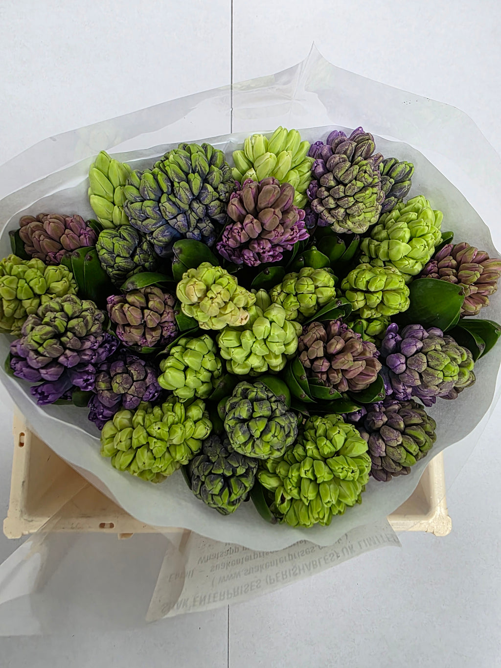 Farm Fresh Hyacinthus Orientalis Mixed Ex(Bunch of 25stems, Length 30cm)