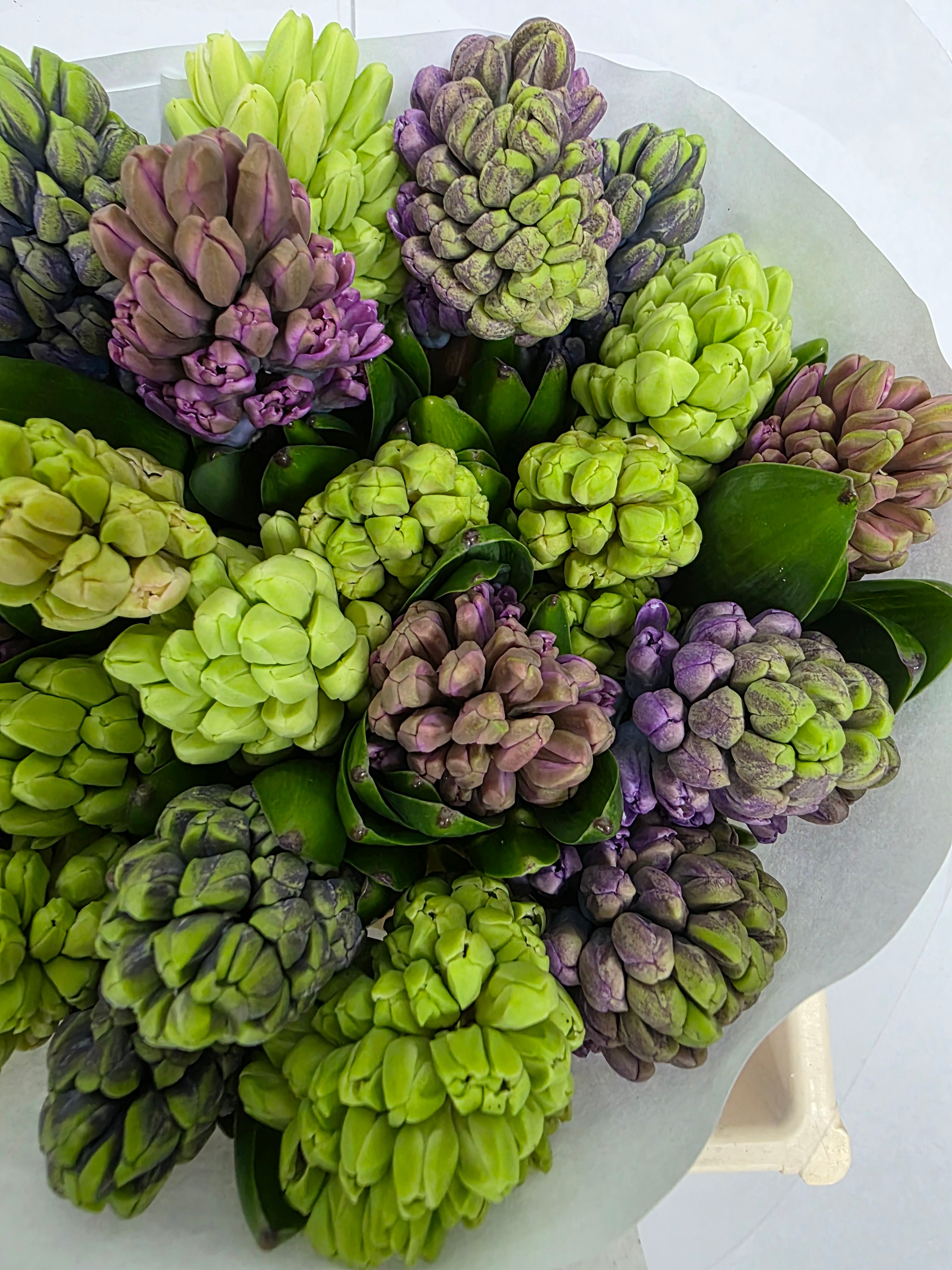 Farm Fresh Hyacinthus Orientalis Mixed Ex(Bunch of 25stems, Length 30cm)