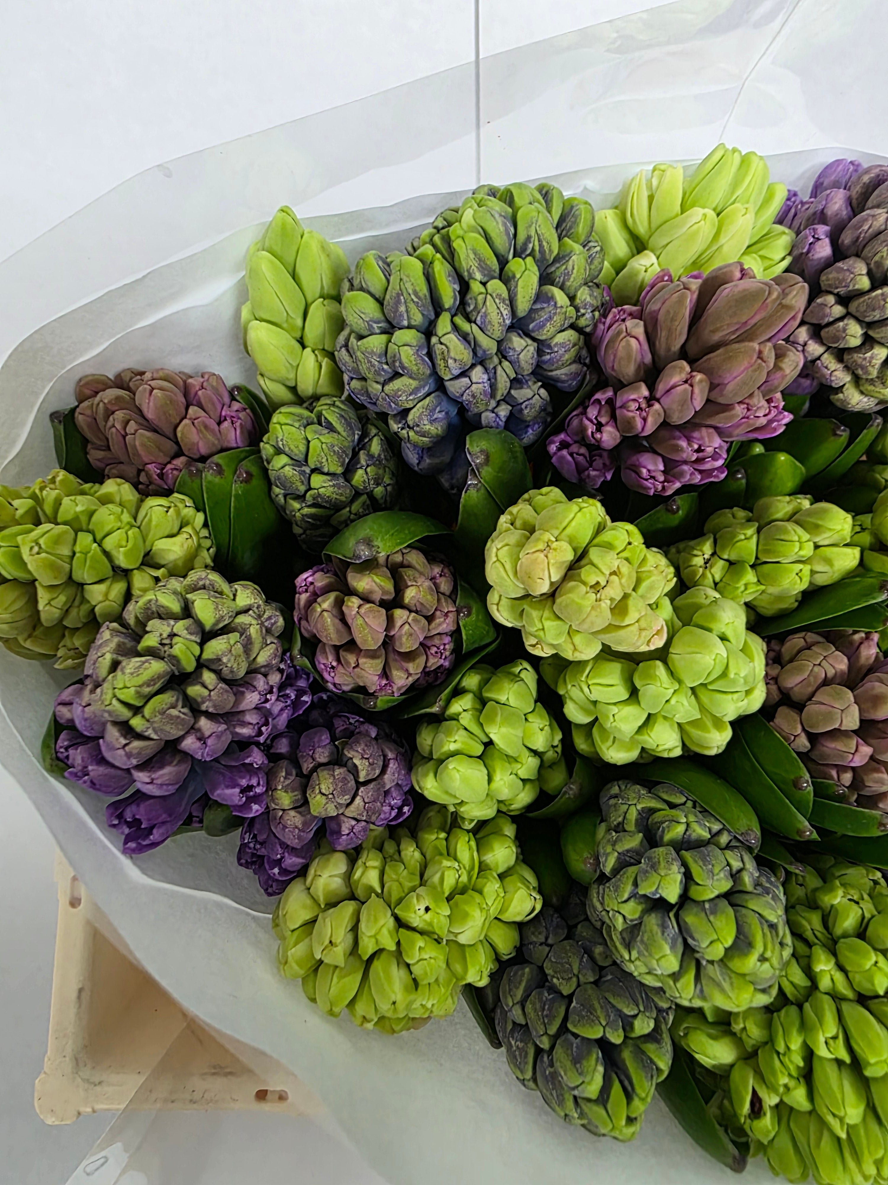 Farm Fresh Hyacinthus Orientalis Mixed Ex(Bunch of 25stems, Length 30cm)