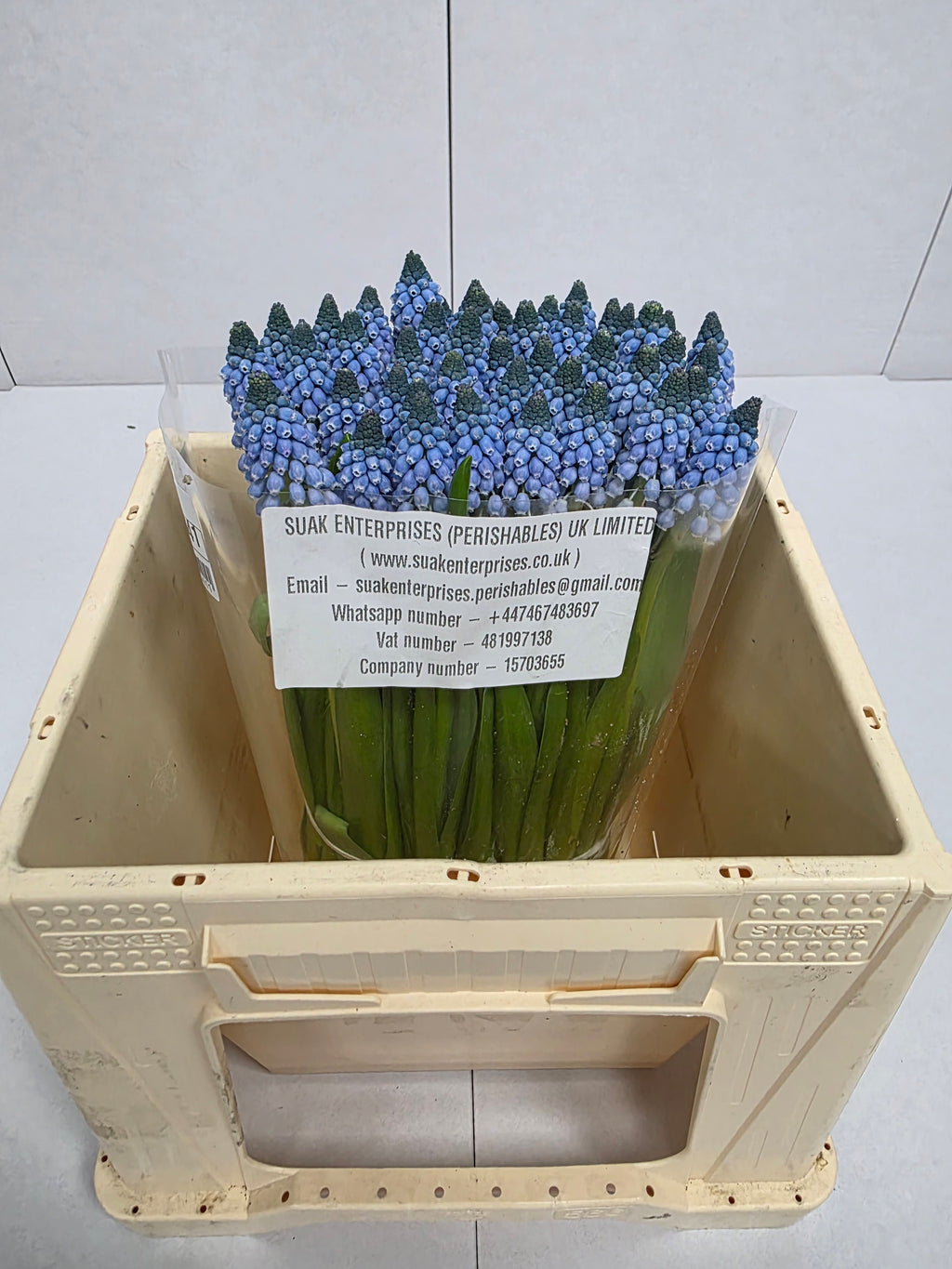Farm Fresh Muscari Carola(Bunch of 25stems, Length 30cm)