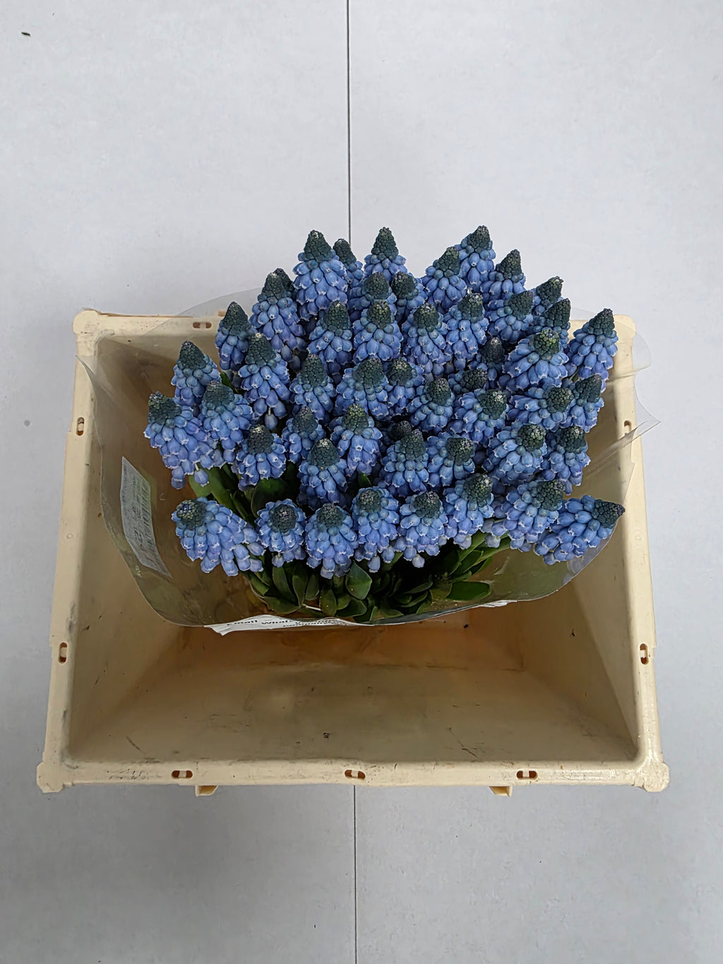 Farm Fresh Muscari Carola(Bunch of 25stems, Length 30cm)