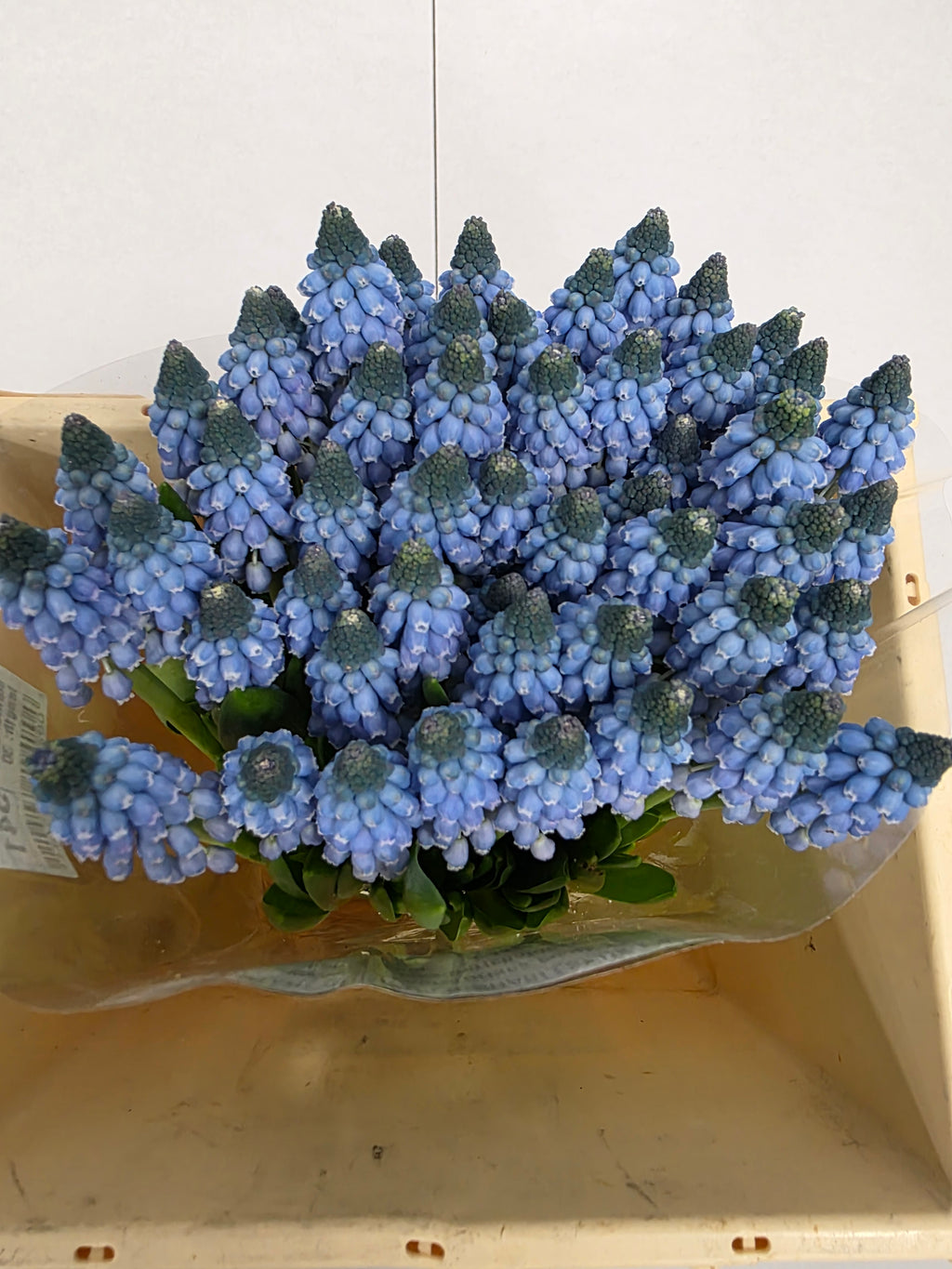Farm Fresh Muscari Carola(Bunch of 25stems, Length 30cm)