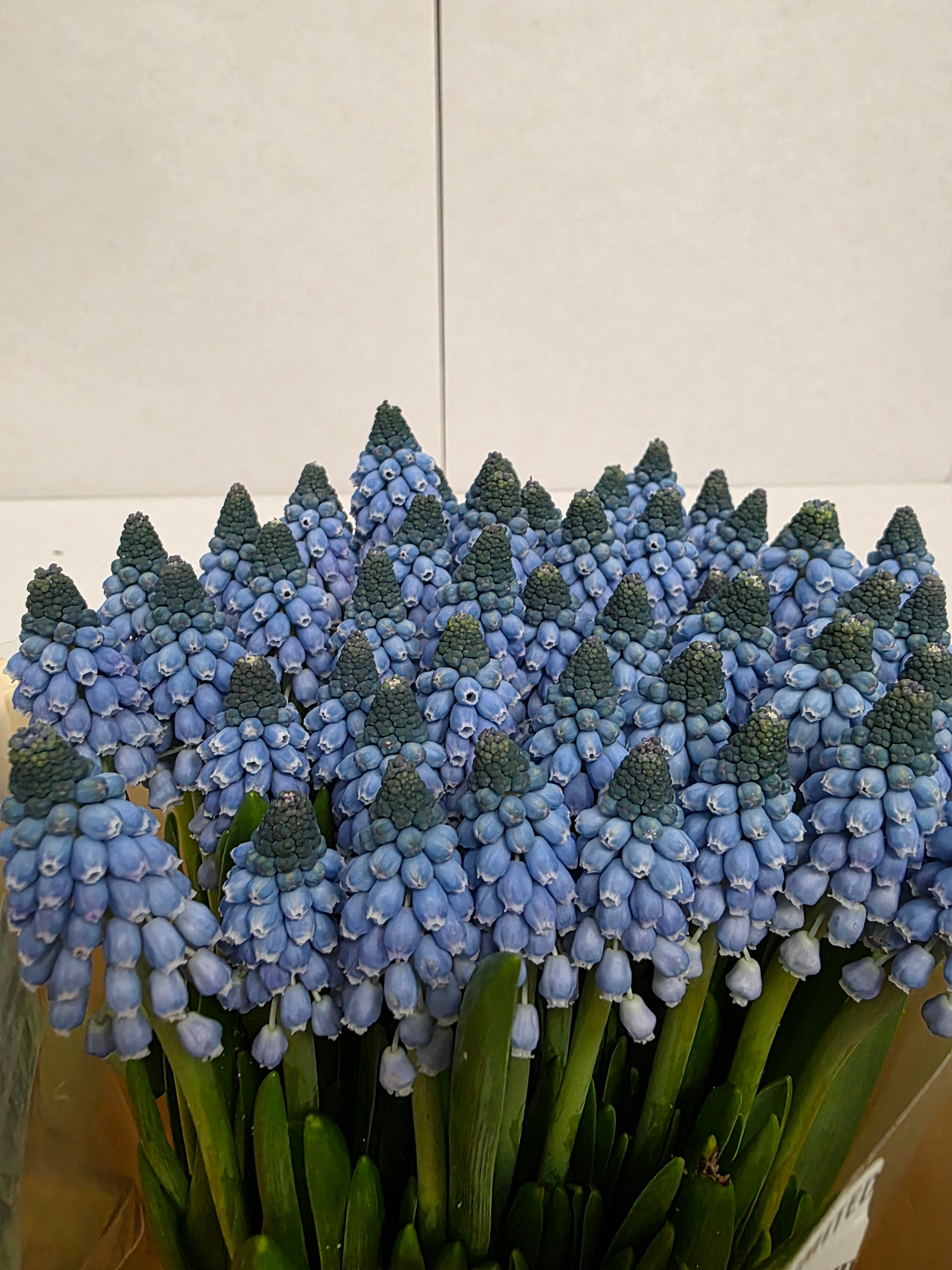 Farm Fresh Muscari Carola(Bunch of 25stems, Length 30cm)