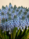 Farm Fresh Muscari Carola(Bunch of 25stems, Length 30cm)