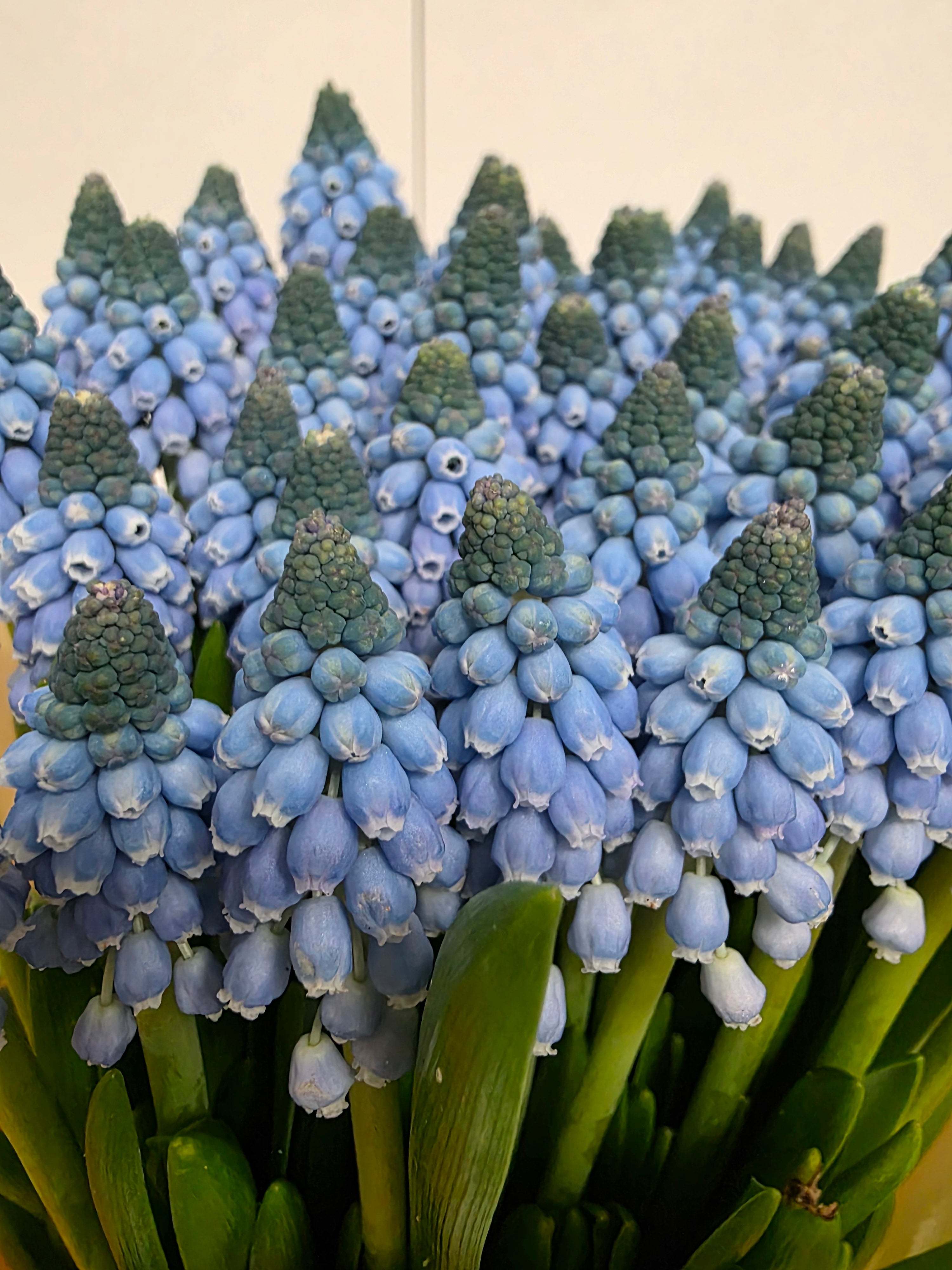 Farm Fresh Muscari Carola(Bunch of 25stems, Length 30cm)