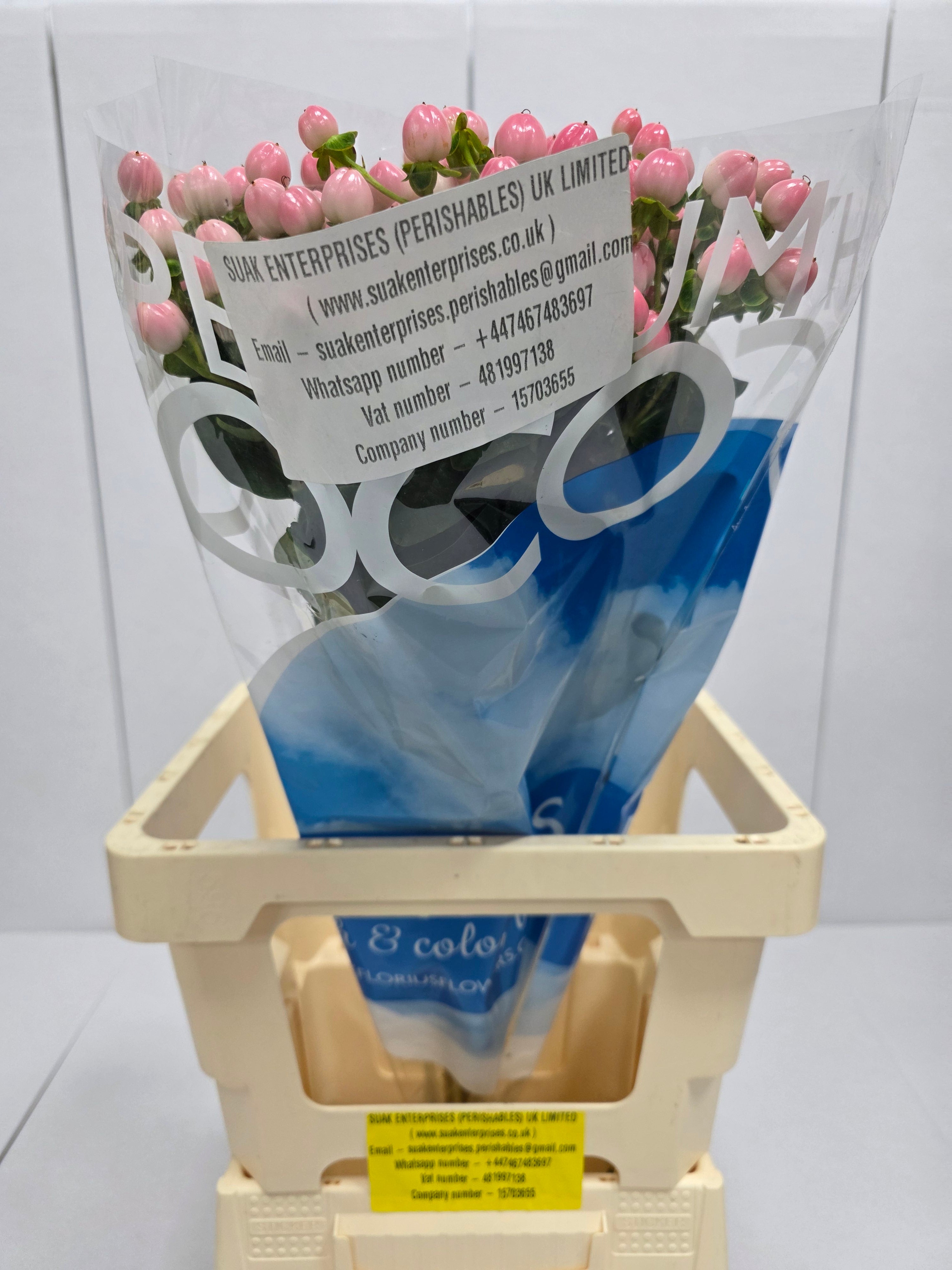 Farm Fresh Hypercium Coco Casino(Bunch of 10stems, Length 70cm)