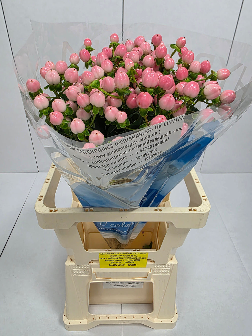 Farm Fresh Hypercium Coco Casino(Bunch of 10stems, Length 70cm)