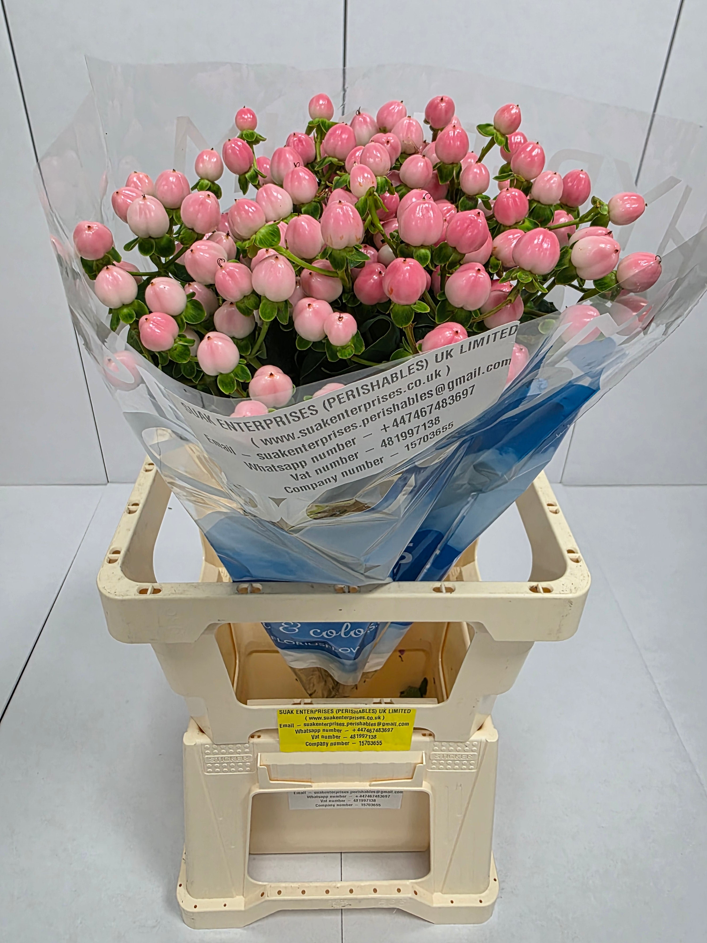 Farm Fresh Hypercium Coco Casino(Bunch of 10stems, Length 70cm)