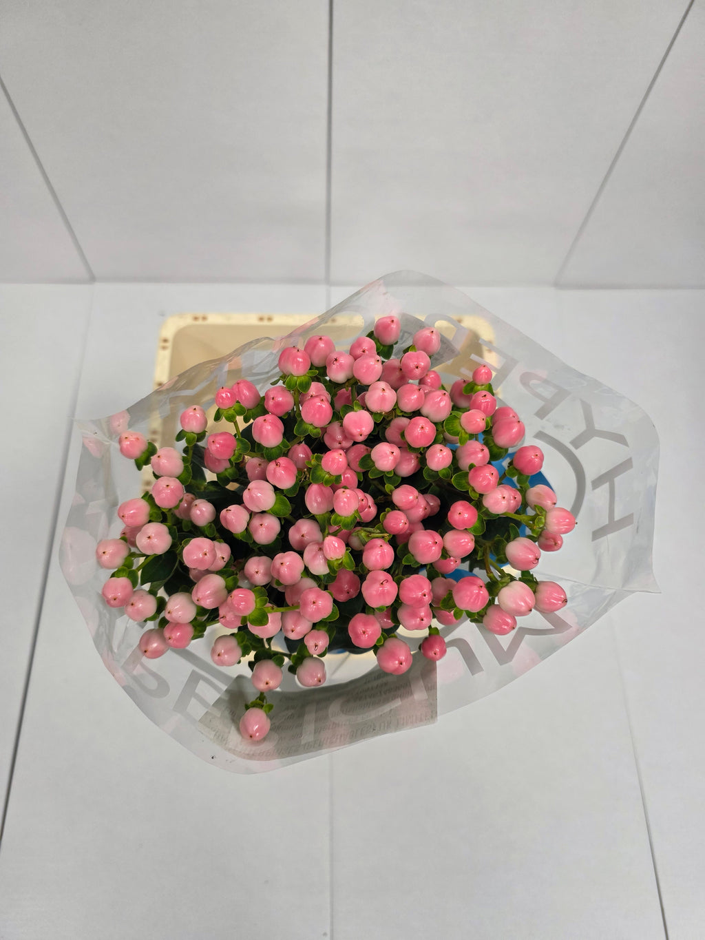Farm Fresh Hypercium Coco Casino(Bunch of 10stems, Length 70cm)