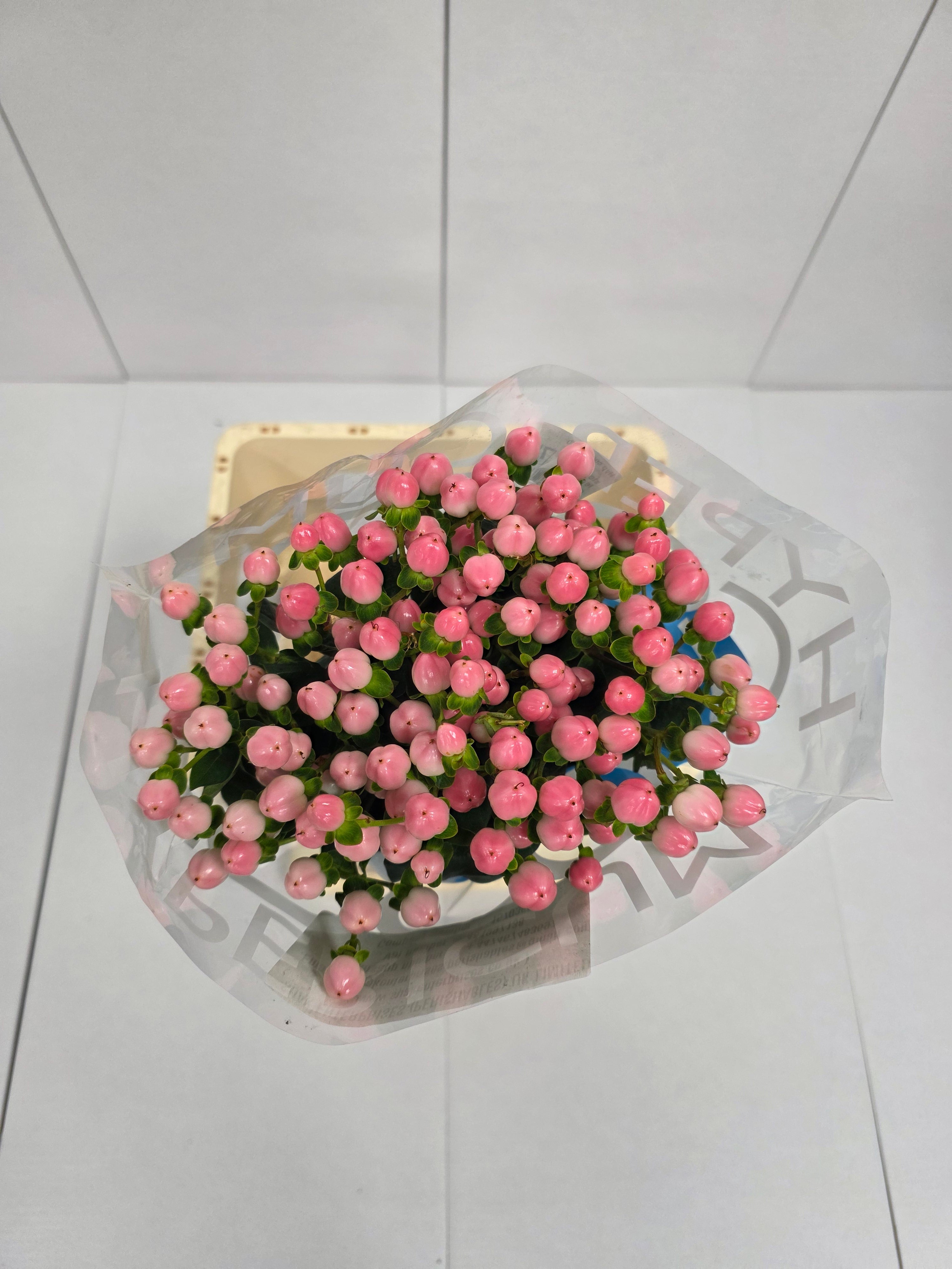 Farm Fresh Hypercium Coco Casino(Bunch of 10stems, Length 70cm)