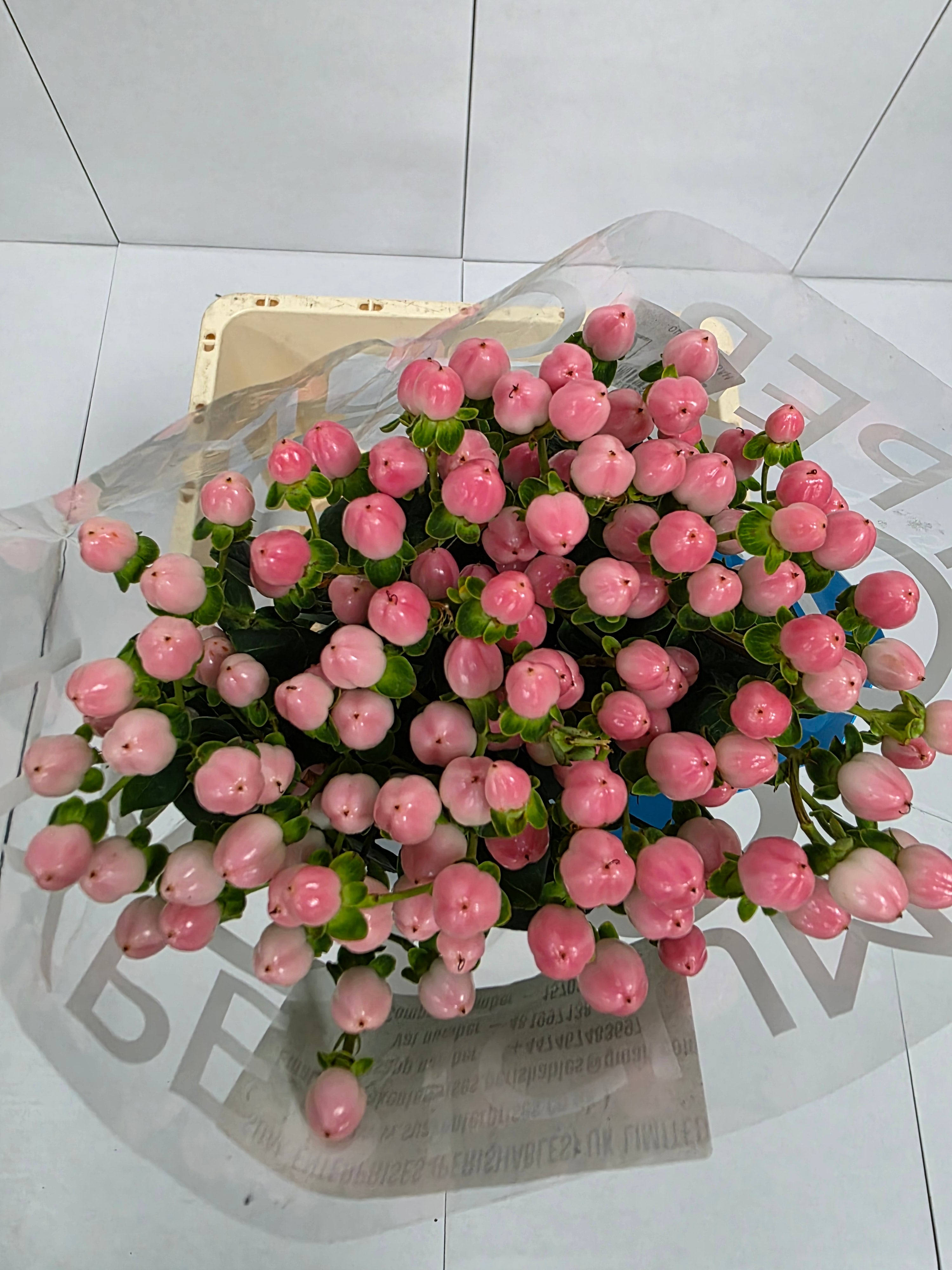 Farm Fresh Hypercium Coco Casino(Bunch of 10stems, Length 70cm)