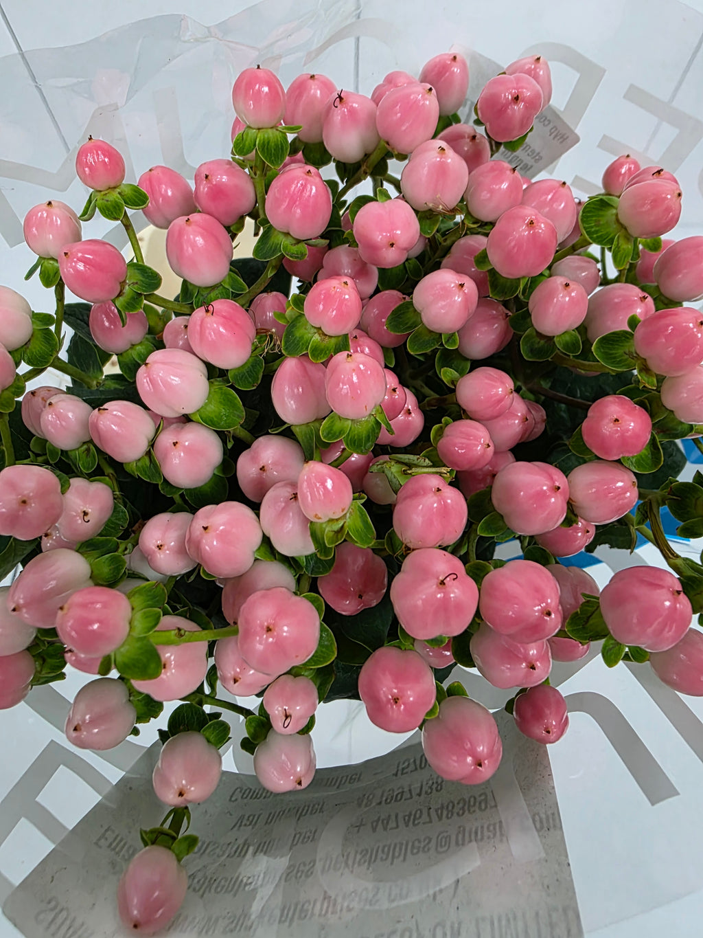 Farm Fresh Hypercium Coco Casino(Bunch of 10stems, Length 70cm)