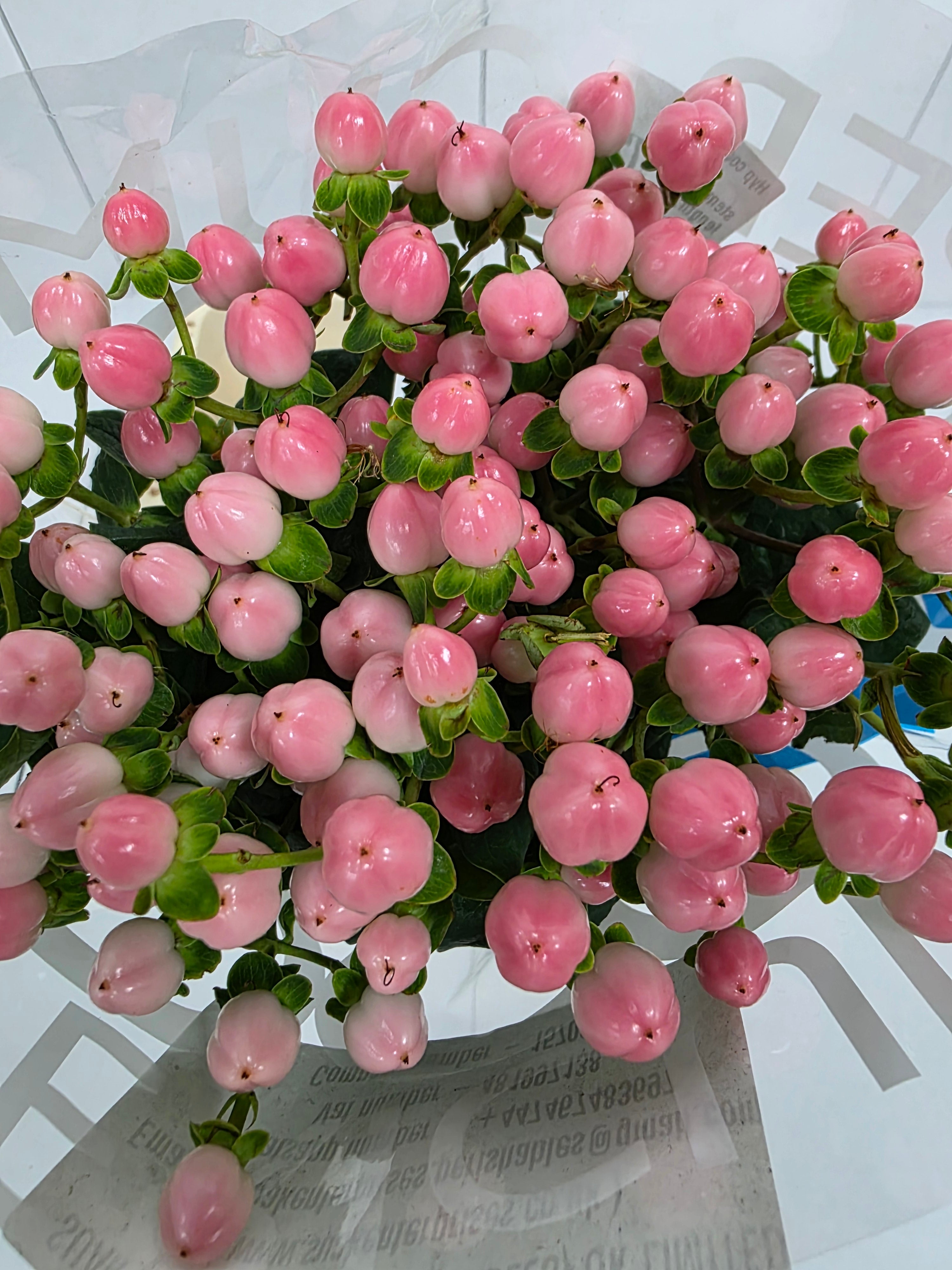 Farm Fresh Hypercium Coco Casino(Bunch of 10stems, Length 70cm)