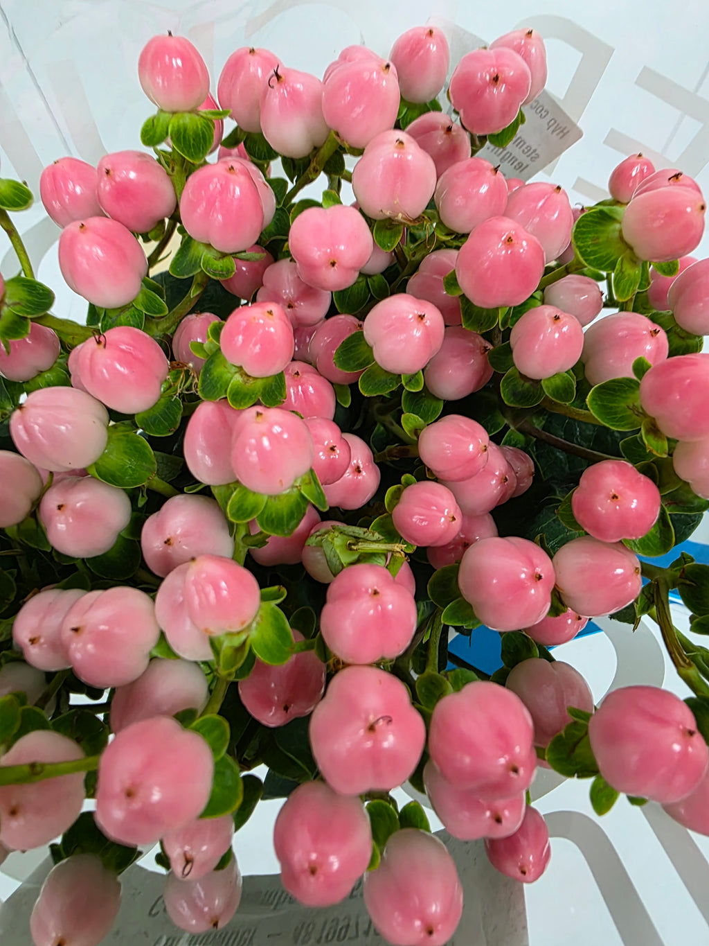 Farm Fresh Hypercium Coco Casino(Bunch of 10stems, Length 70cm)