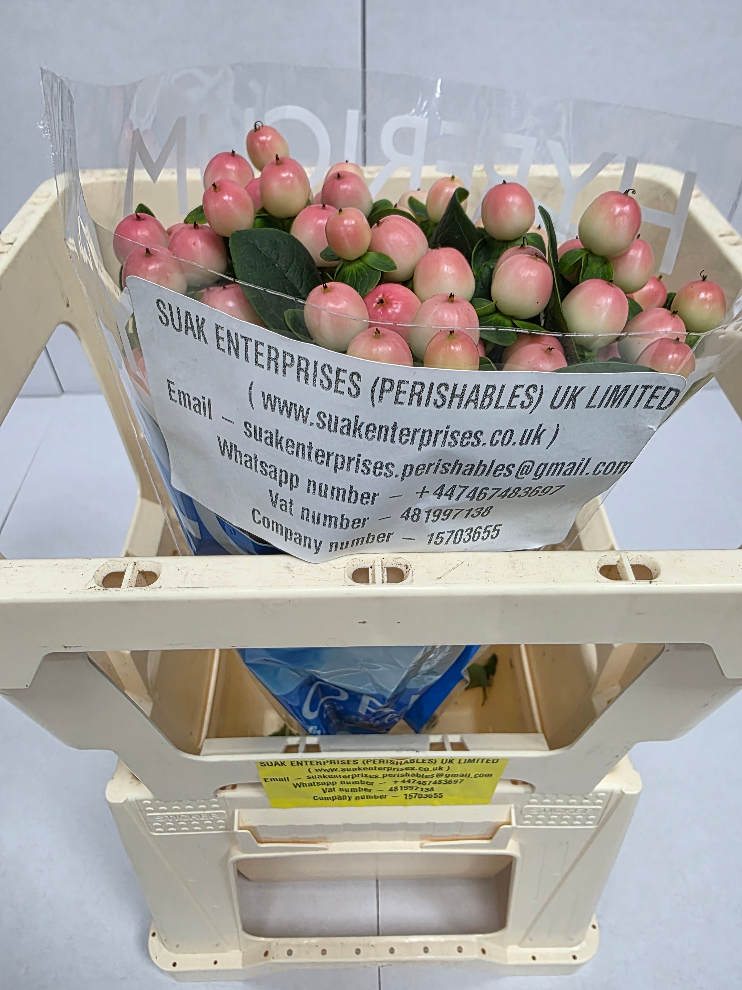 Farm Fresh Hypercium Coco Tiamo(Bunch of 10stems, Length 50cm)