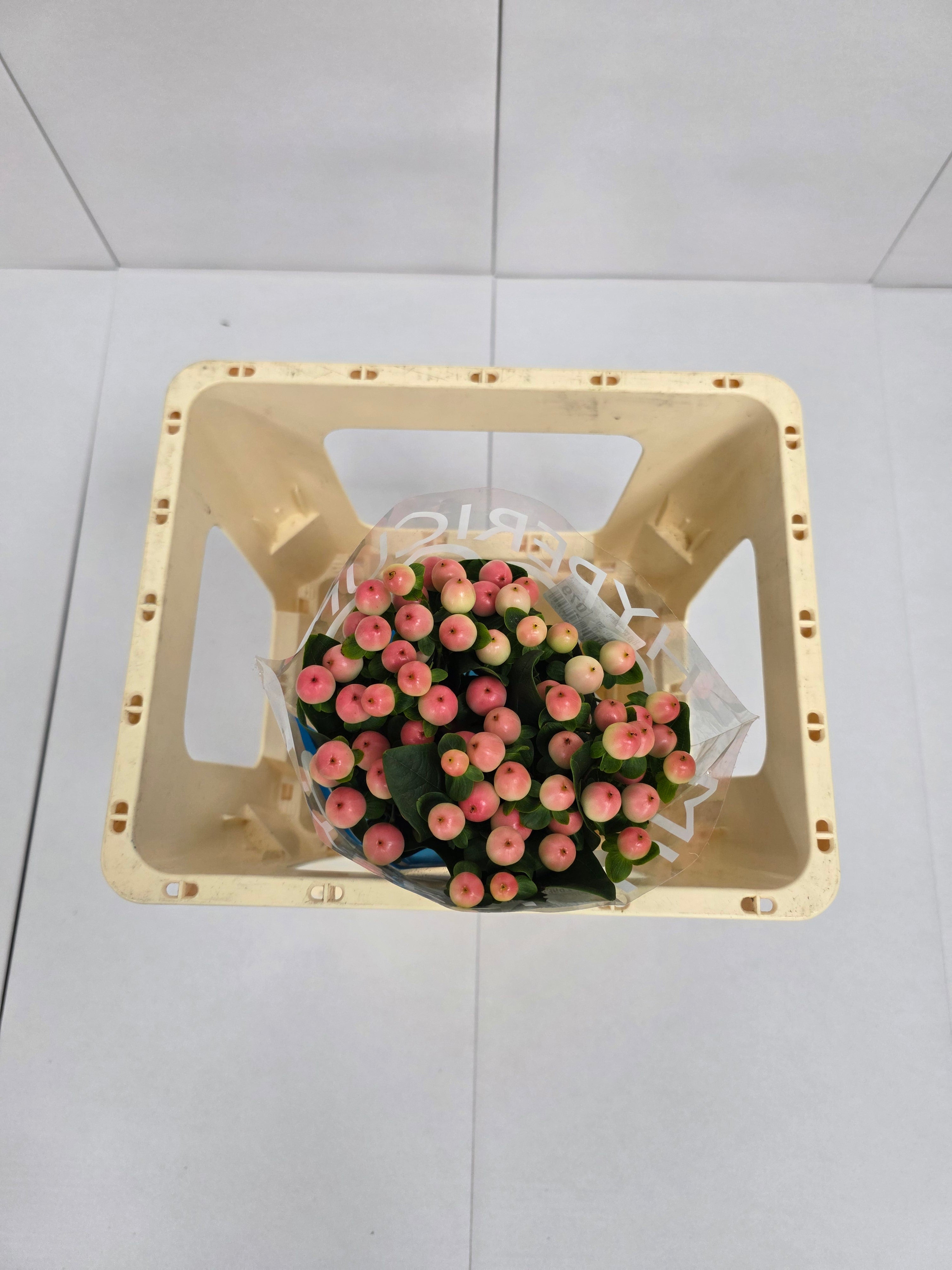 Farm Fresh Hypercium Coco Tiamo(Bunch of 10stems, Length 50cm)