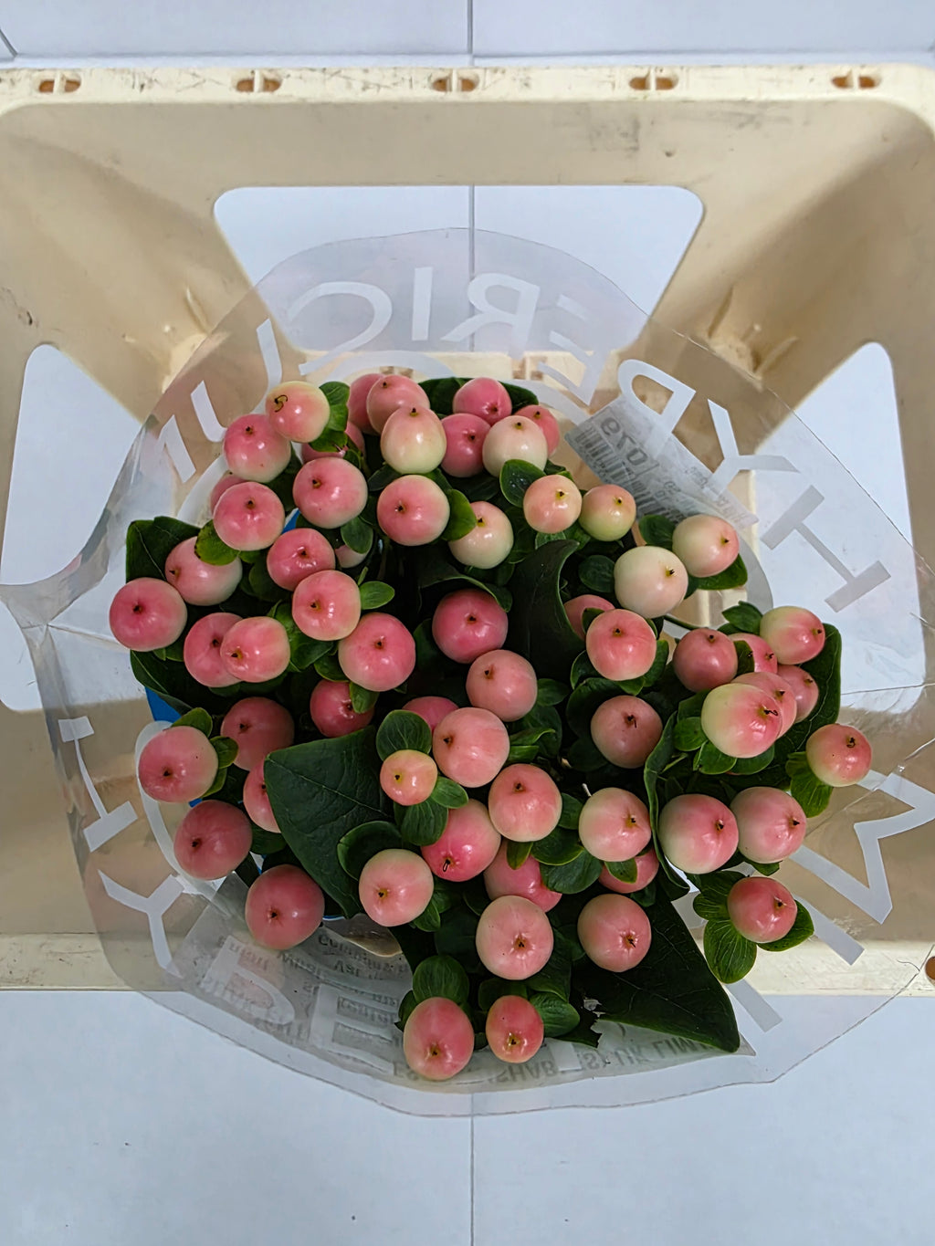Farm Fresh Hypercium Coco Tiamo(Bunch of 10stems, Length 50cm)