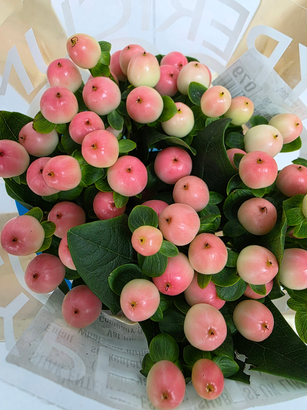 Farm Fresh Hypercium Coco Tiamo(Bunch of 10stems, Length 50cm)