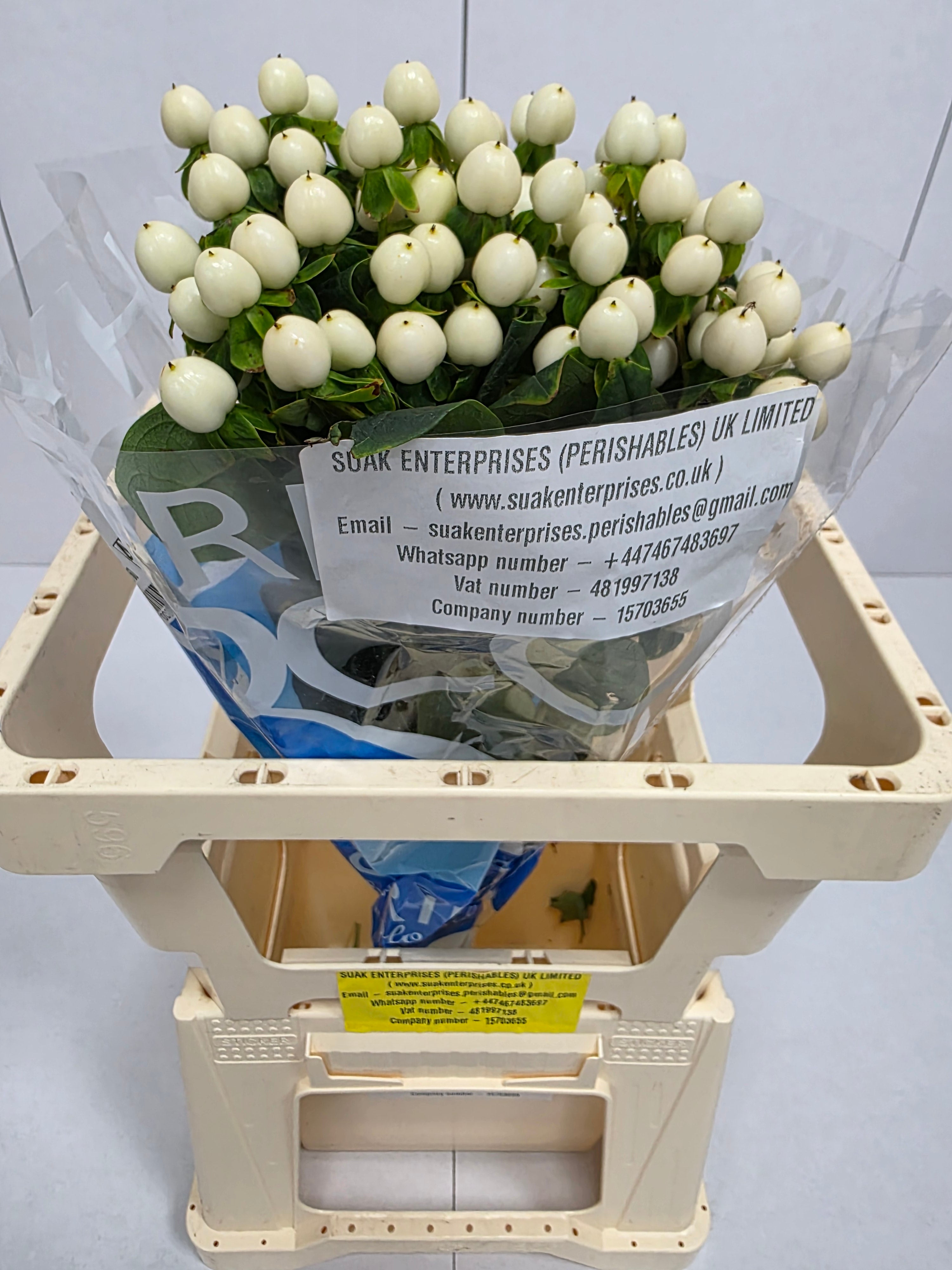 Farm Fresh Hypercium Coco Uno(Bunch of 10stems, Length 60cm)