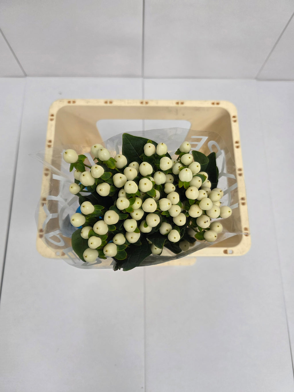 Farm Fresh Hypercium Coco Uno(Bunch of 10stems, Length 60cm)
