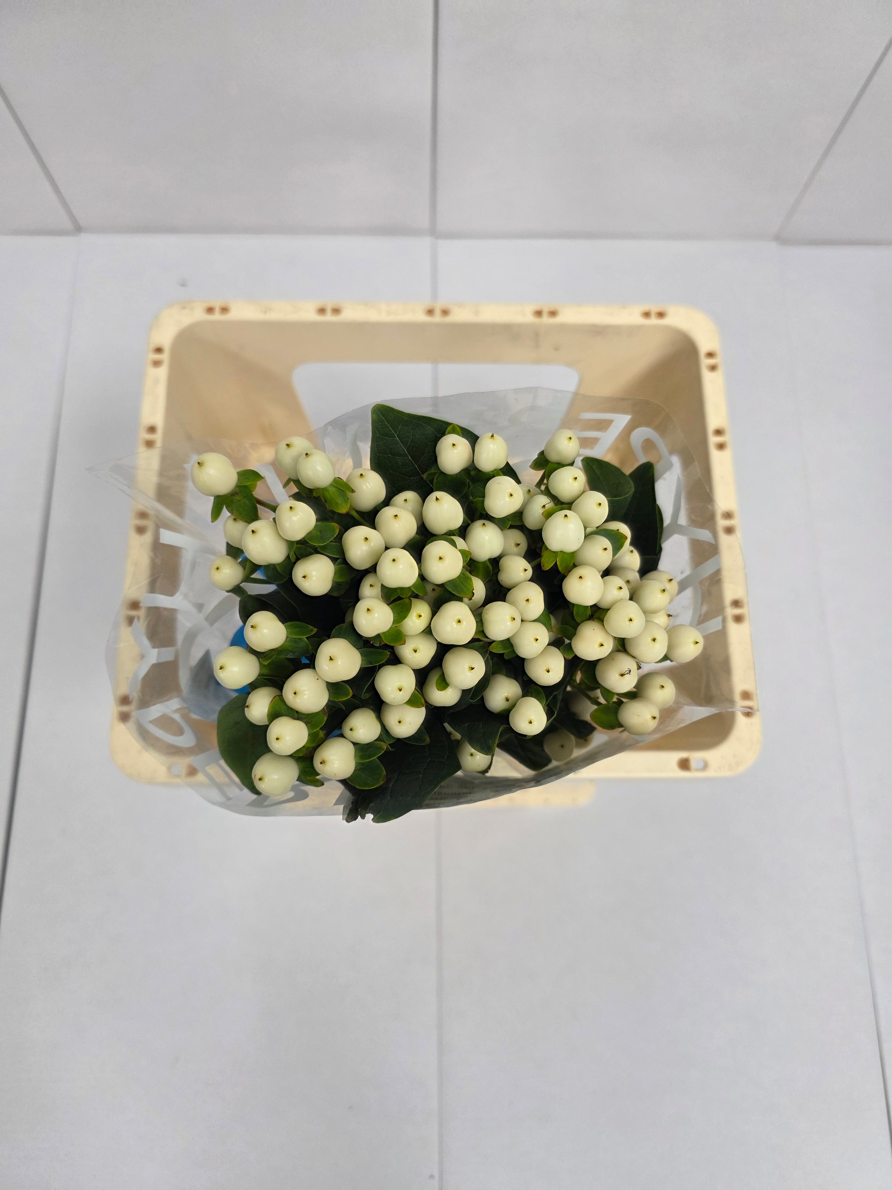 Farm Fresh Hypercium Coco Uno(Bunch of 10stems, Length 60cm)