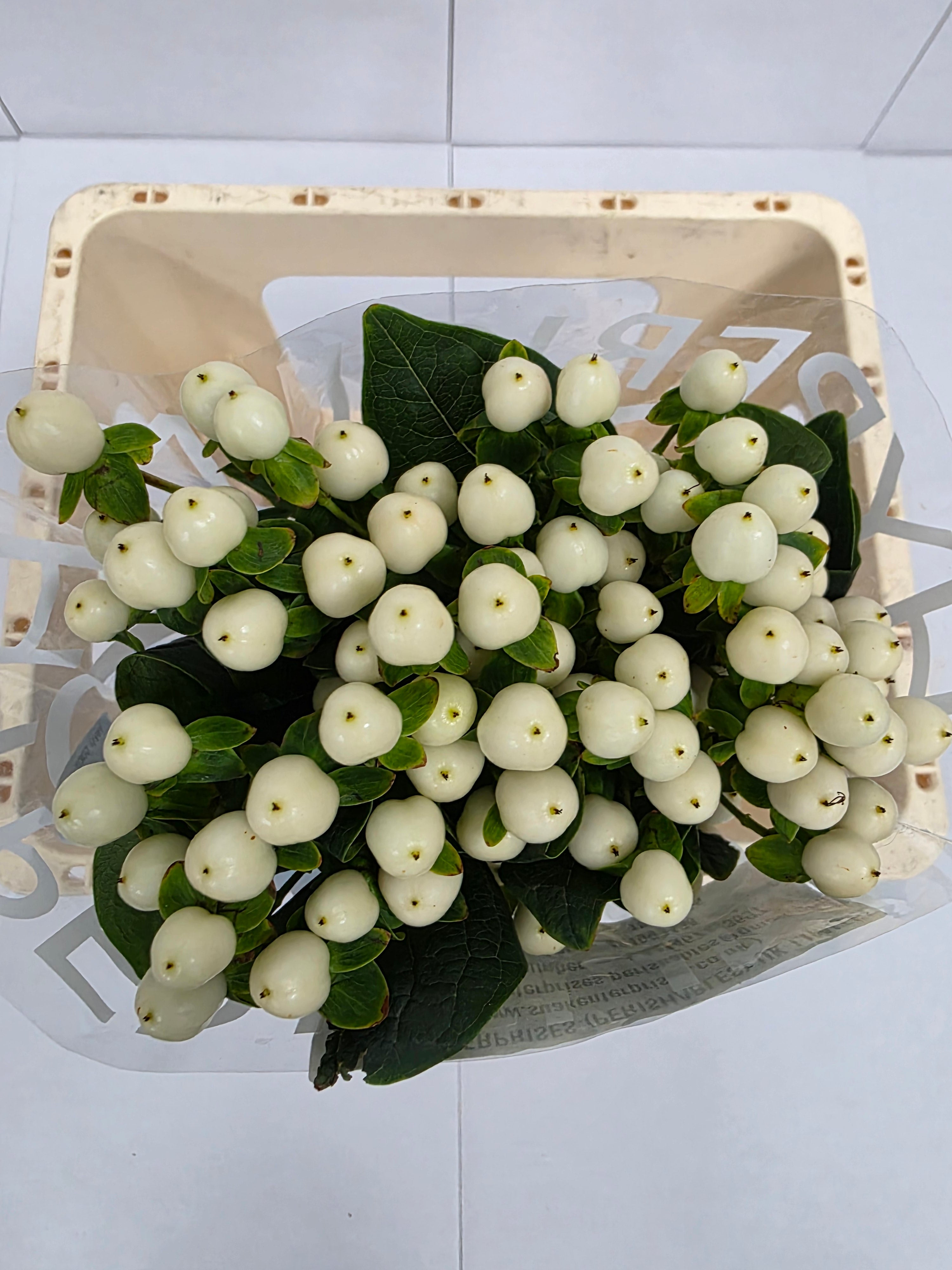 Farm Fresh Hypercium Coco Uno(Bunch of 10stems, Length 60cm)