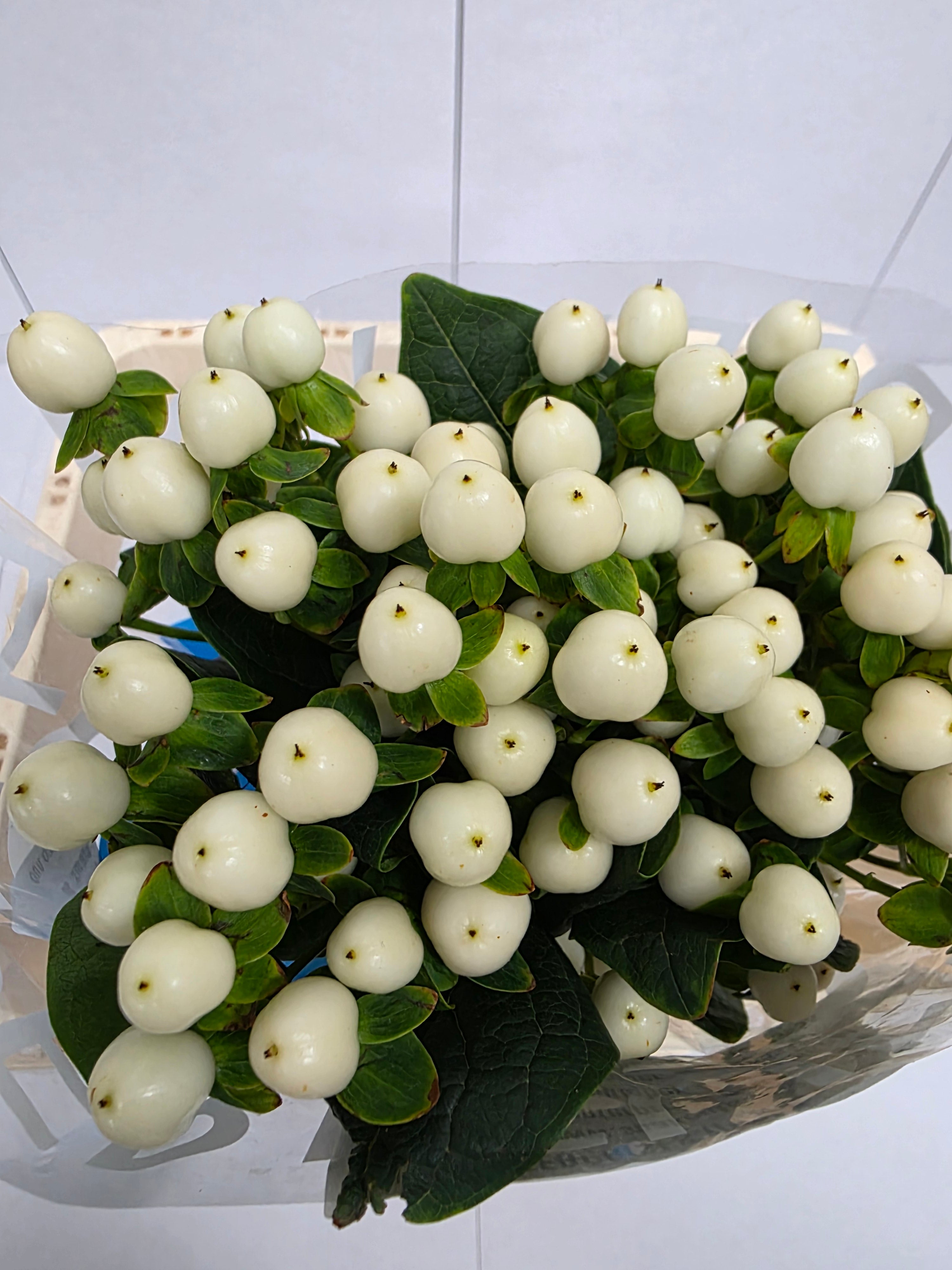 Farm Fresh Hypercium Coco Uno(Bunch of 10stems, Length 60cm)