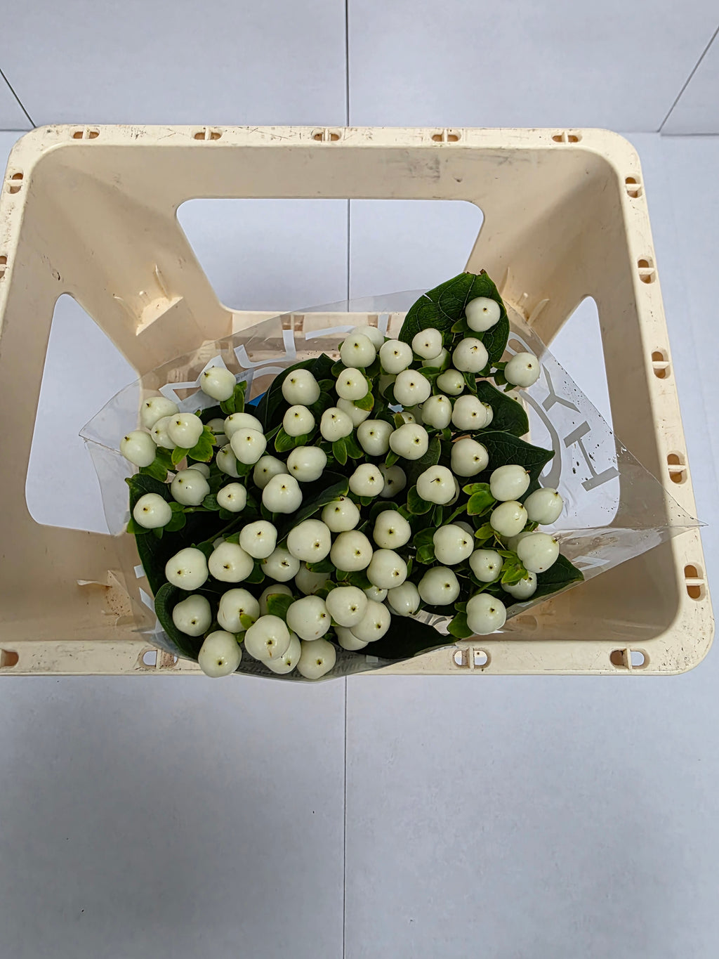Farm Fresh Hypercium Coco Uno(Bunch of 10stems, Length 50cm)
