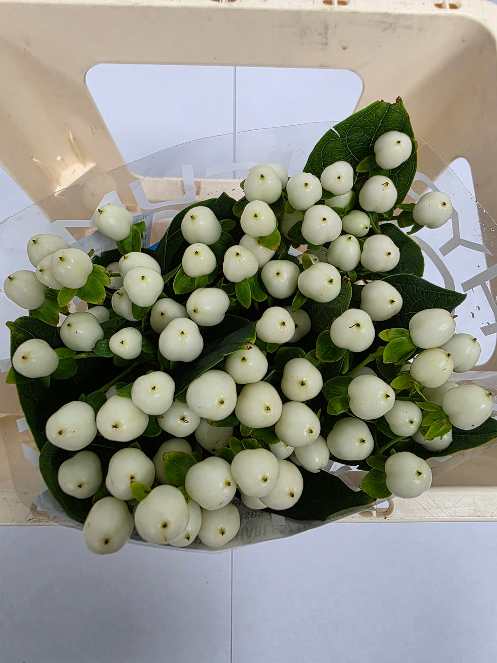 Farm Fresh Hypercium Coco Uno(Bunch of 10stems, Length 50cm)