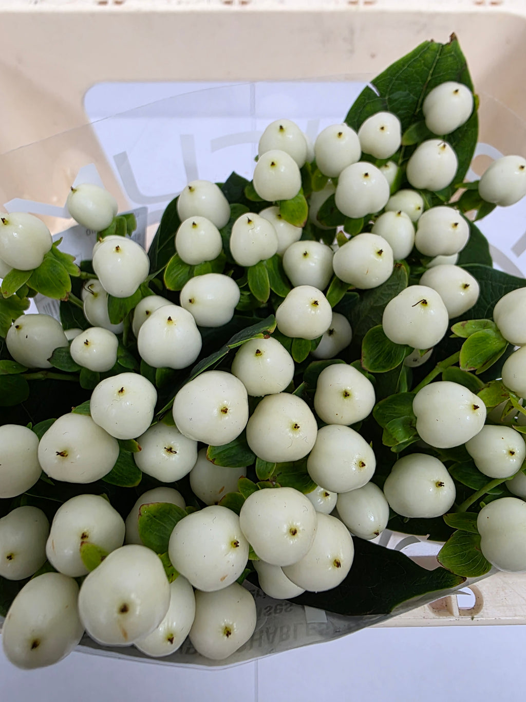 Farm Fresh Hypercium Coco Uno(Bunch of 10stems, Length 50cm)