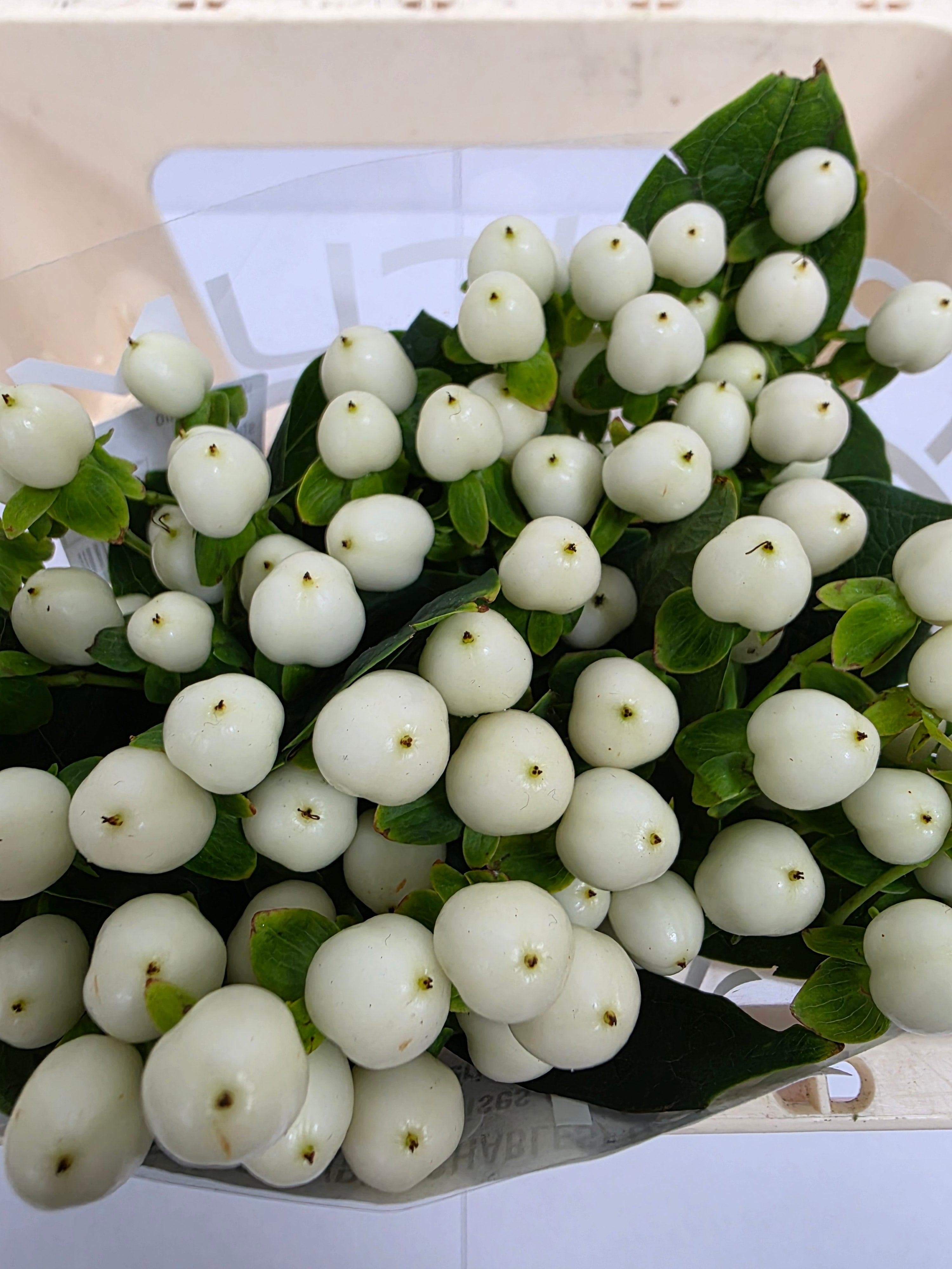 Farm Fresh Hypercium Coco Uno(Bunch of 10stems, Length 50cm)